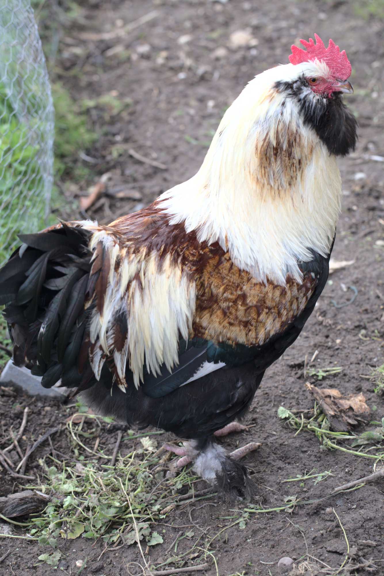Lokation: Deutschland | Nordrhein-Westfalen | Heinsberg | Wassenberg Kategorien: Hühner, Hortus rusticus, Datum: 13.12.2020