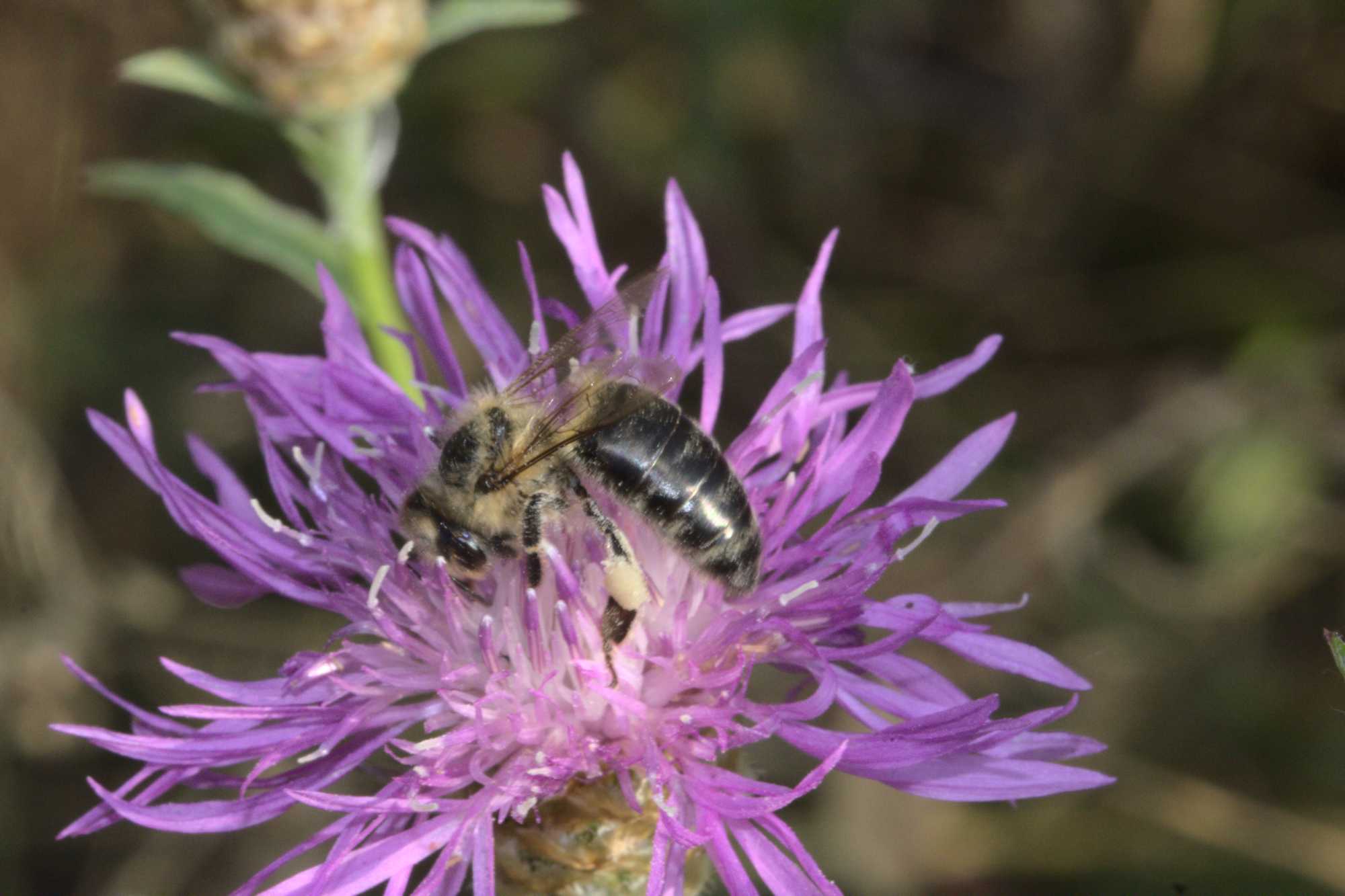 Lokation: Deutschland | Nordrhein-Westfalen | Heinsberg | Wassenberg Kategorien: Bienen, Datum: 12.08.2020