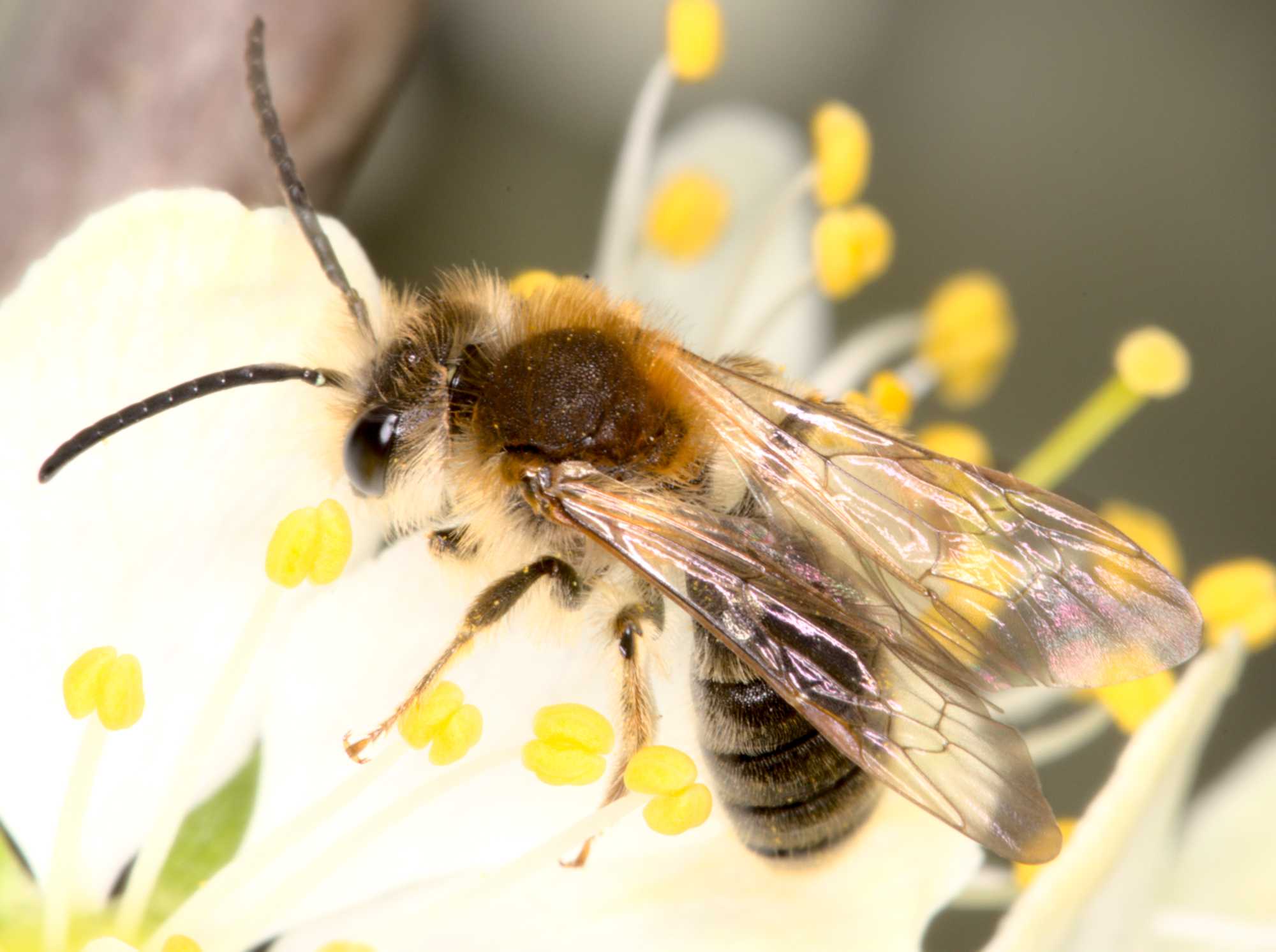 Glänzende Düstersandbiene (Andrena nitida), Lokation: Deutschland | Nordrhein-Westfalen | Heinsberg | Wassenberg Kategorien: Bienen, Hortus rusticus, Familie: Andrenidae (Sandbienen), Datum: 01.04.2021