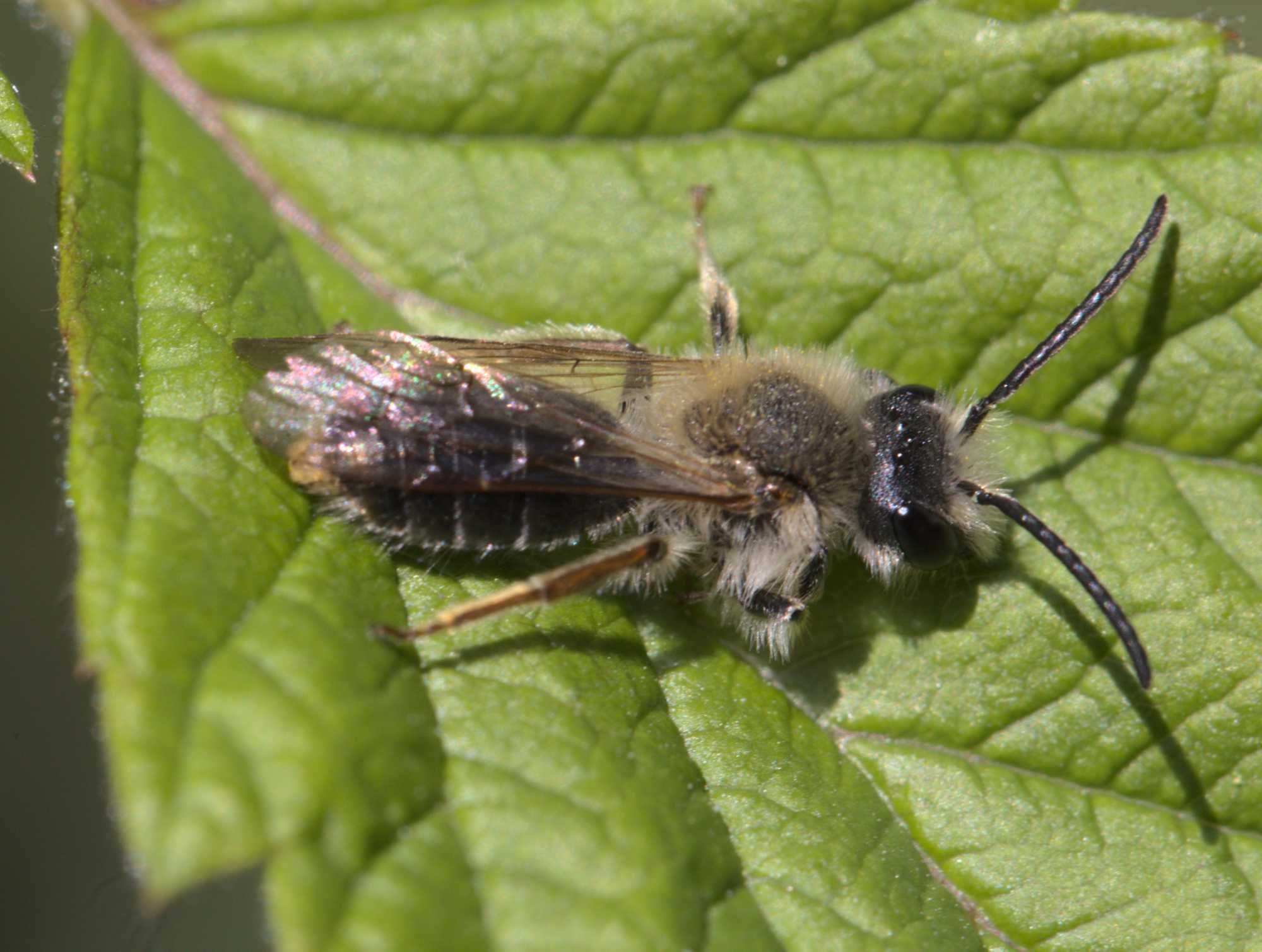 Lokation: Deutschland | Nordrhein-Westfalen | Heinsberg | Wassenberg Kategorien: Bienen, Datum: 25.04.2021