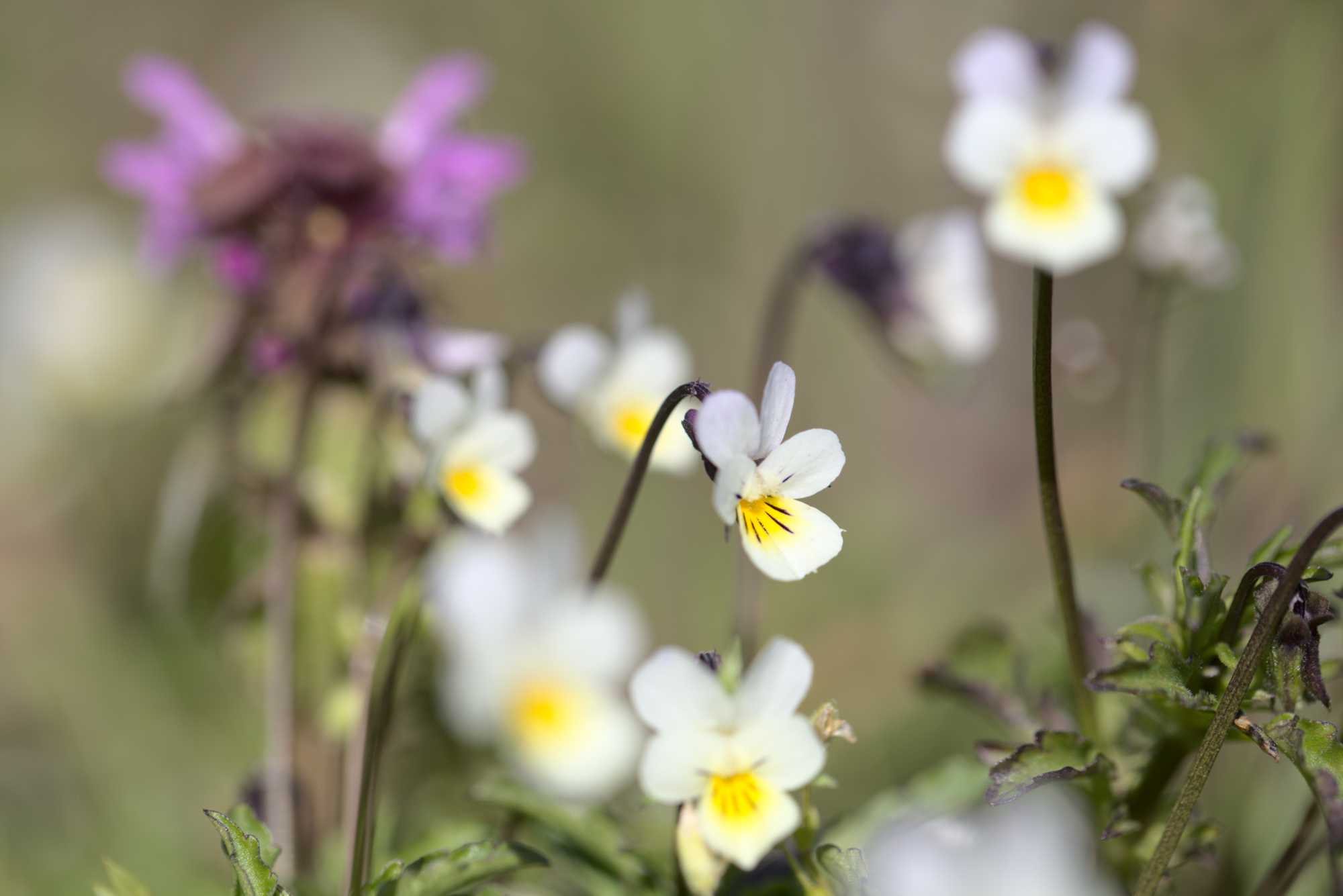 Lokation: Deutschland | Nordrhein-Westfalen | Heinsberg | Wassenberg Kategorien: Blüte, Datum: 25.04.2021