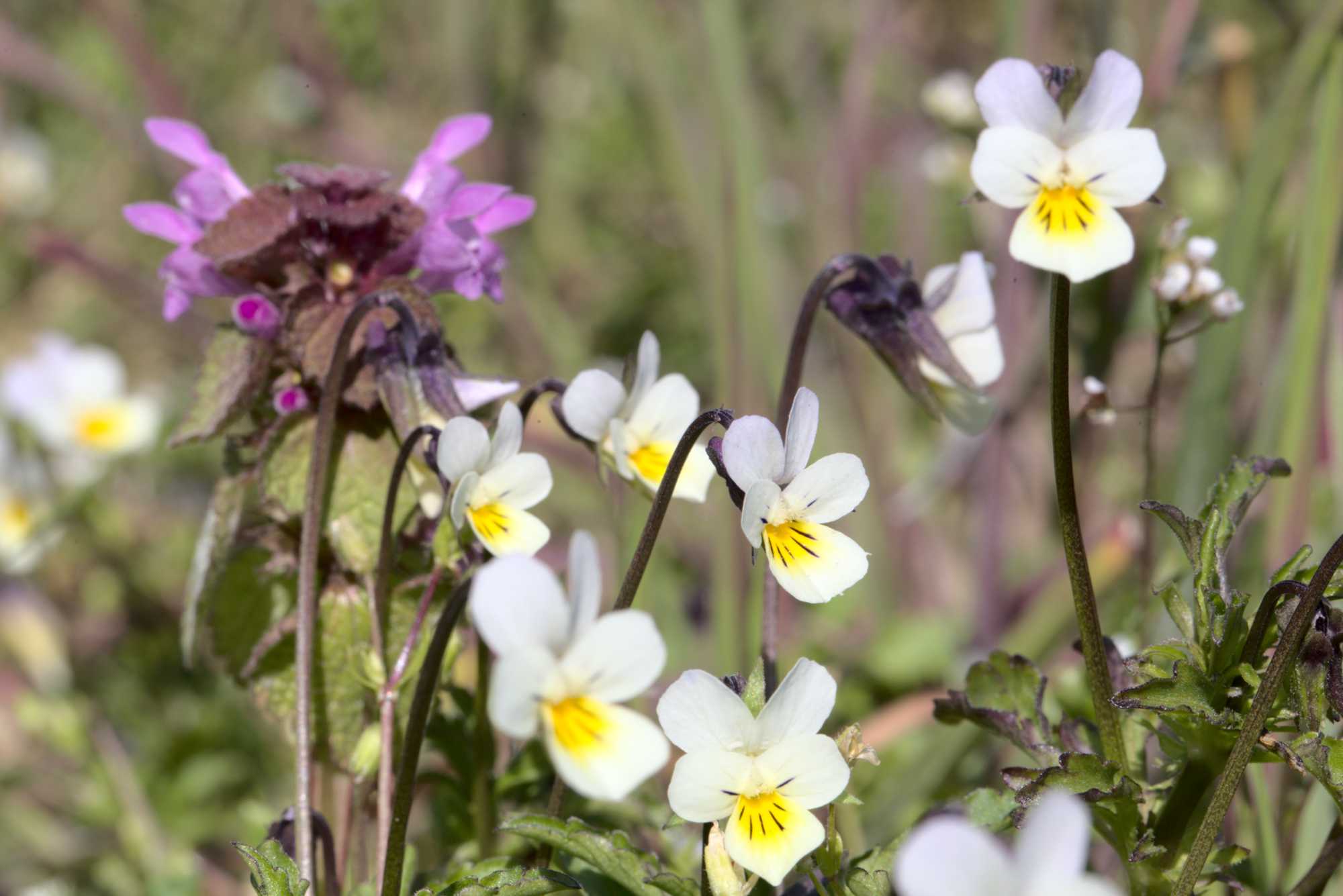 Lokation: Deutschland | Nordrhein-Westfalen | Heinsberg | Wassenberg Kategorien: Blüte, Datum: 25.04.2021