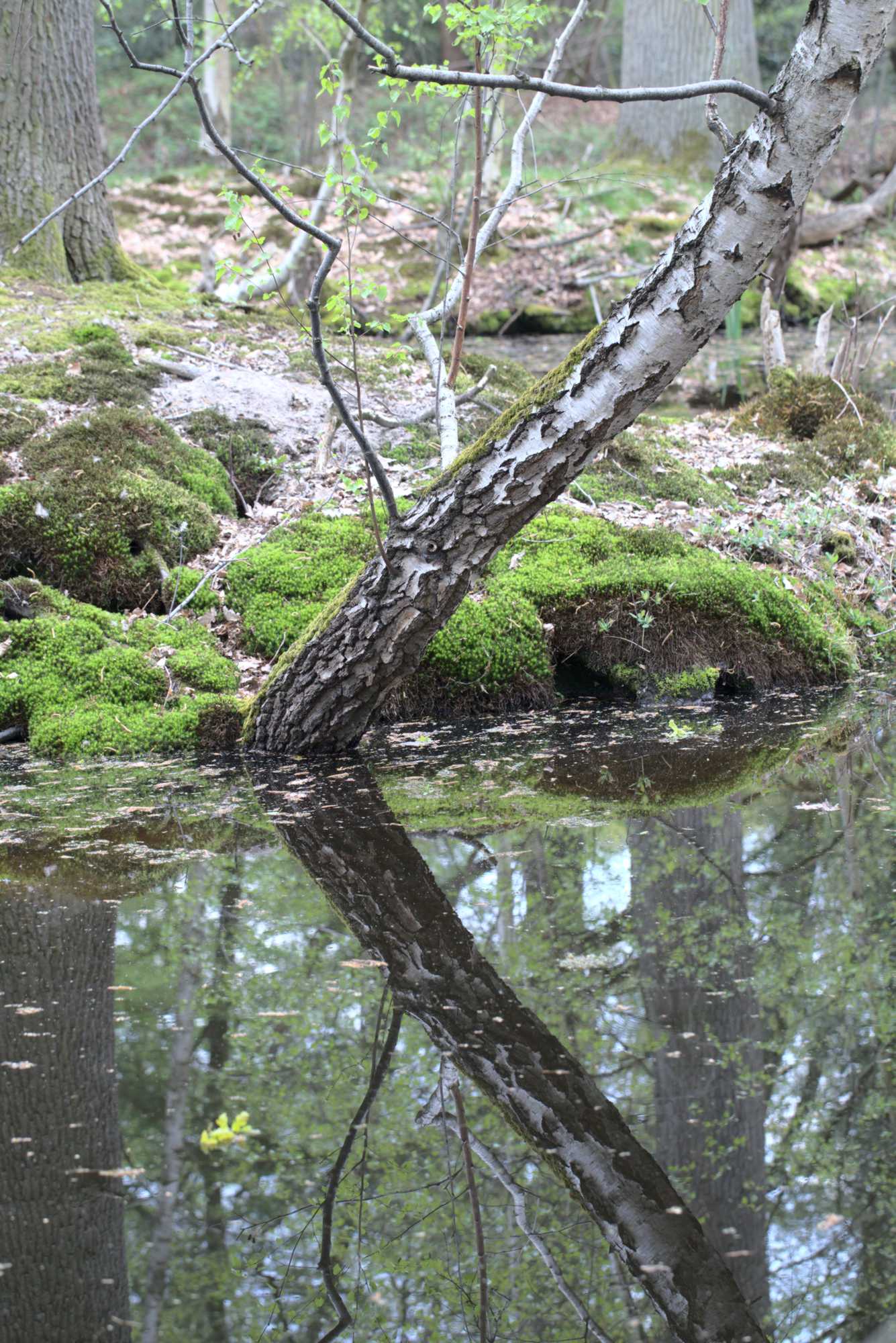 Lokation: Deutschland | Nordrhein-Westfalen | Heinsberg | Wassenberg Kategorien: Teich, Datum: 30.04.2021