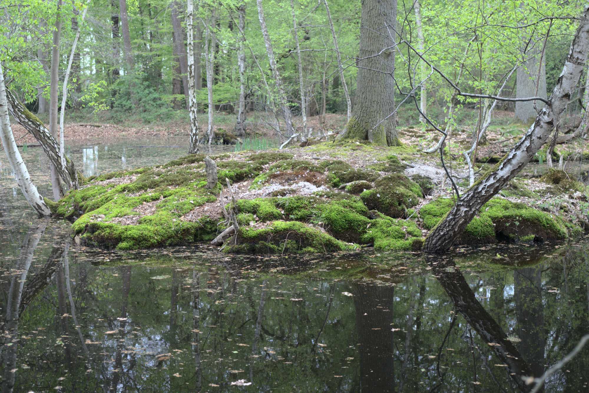 Lokation: Deutschland | Nordrhein-Westfalen | Heinsberg | Wassenberg Kategorien: Teich, Datum: 30.04.2021