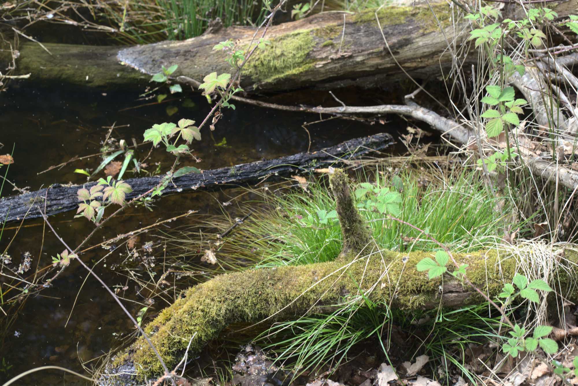 Lokation: Deutschland | Nordrhein-Westfalen | Heinsberg | Wassenberg Kategorien: Teich, Datum: 30.04.2021