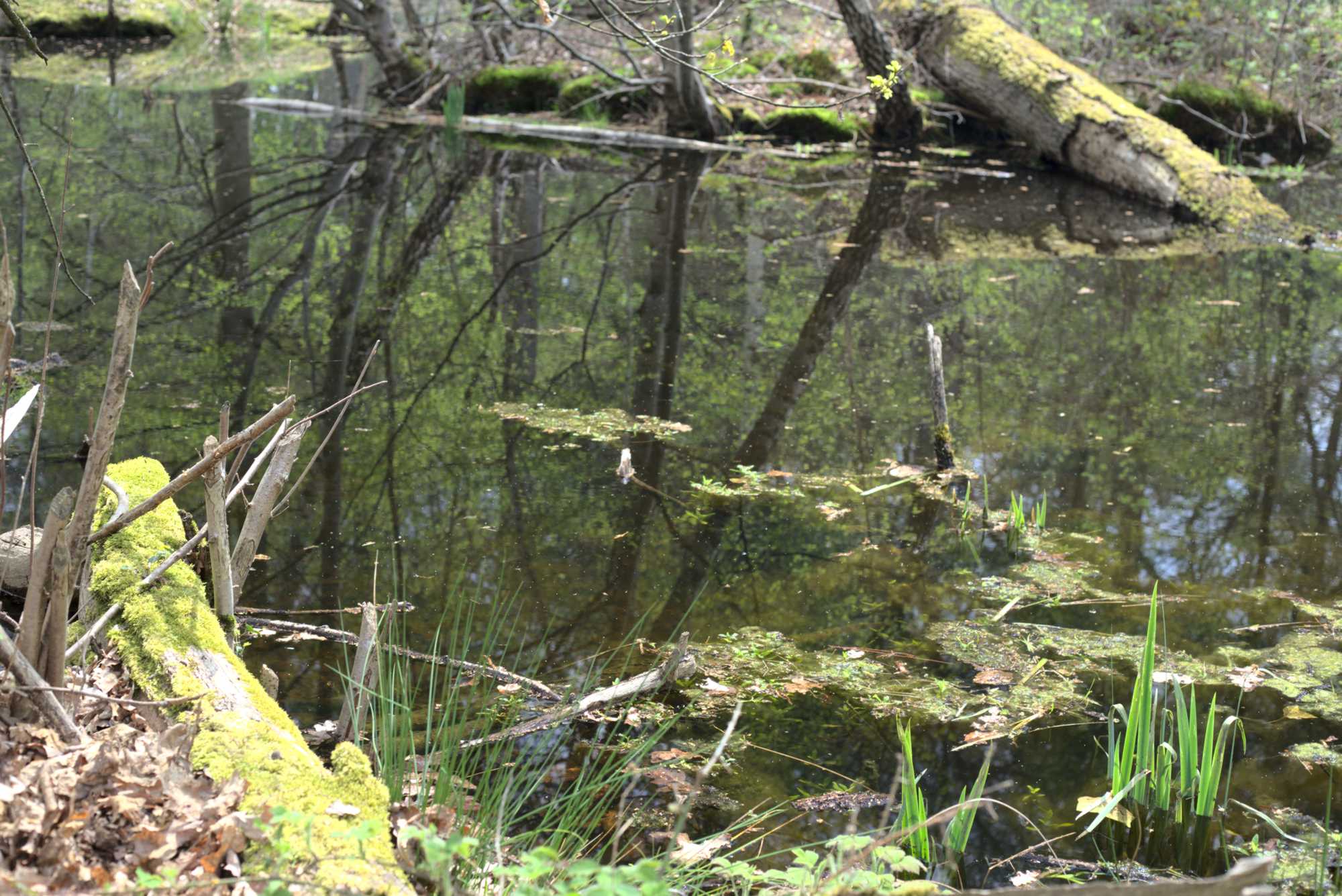 Lokation: Deutschland | Nordrhein-Westfalen | Heinsberg | Wassenberg Kategorien: Teich, Datum: 30.04.2021