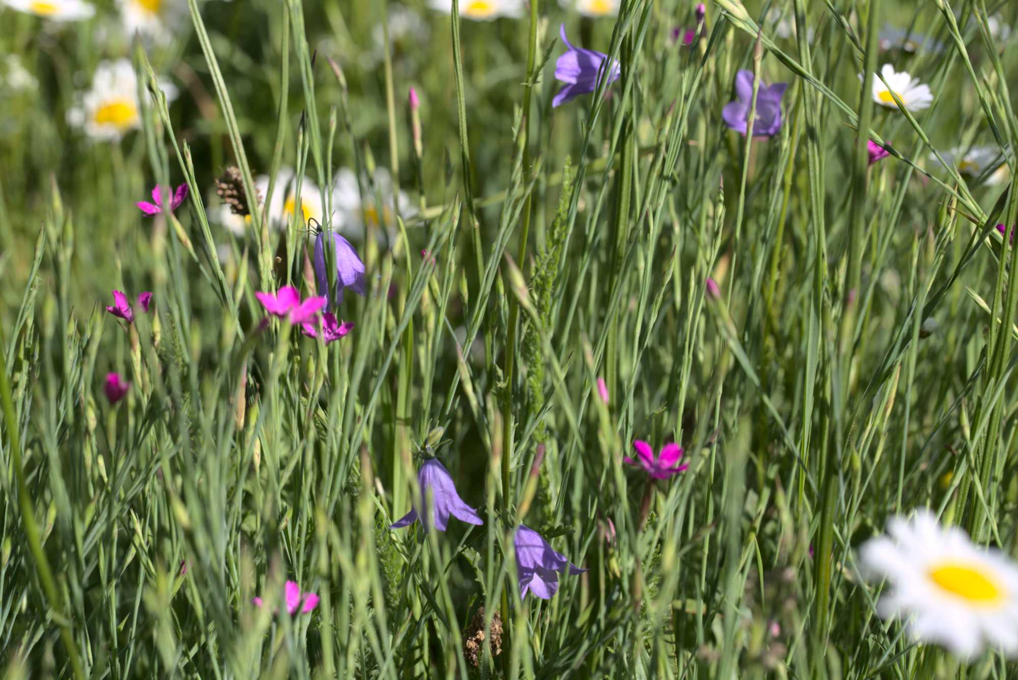 Lokation: Deutschland | Nordrhein-Westfalen | Heinsberg | Wassenberg Kategorien: Wiese, Datum: 14.06.2021