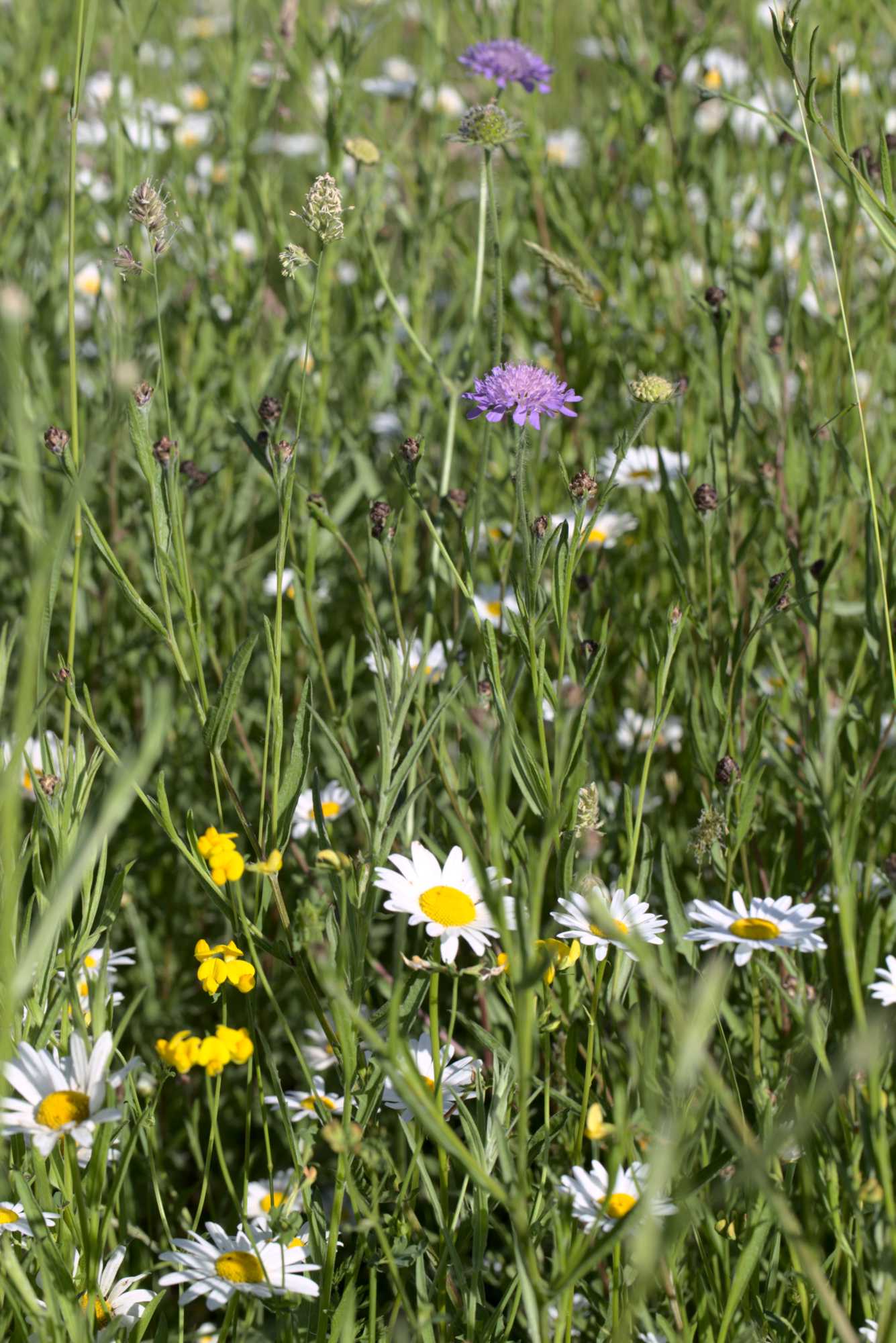 Lokation: Deutschland | Nordrhein-Westfalen | Heinsberg | Wassenberg Kategorien: Wiese, Datum: 14.06.2021