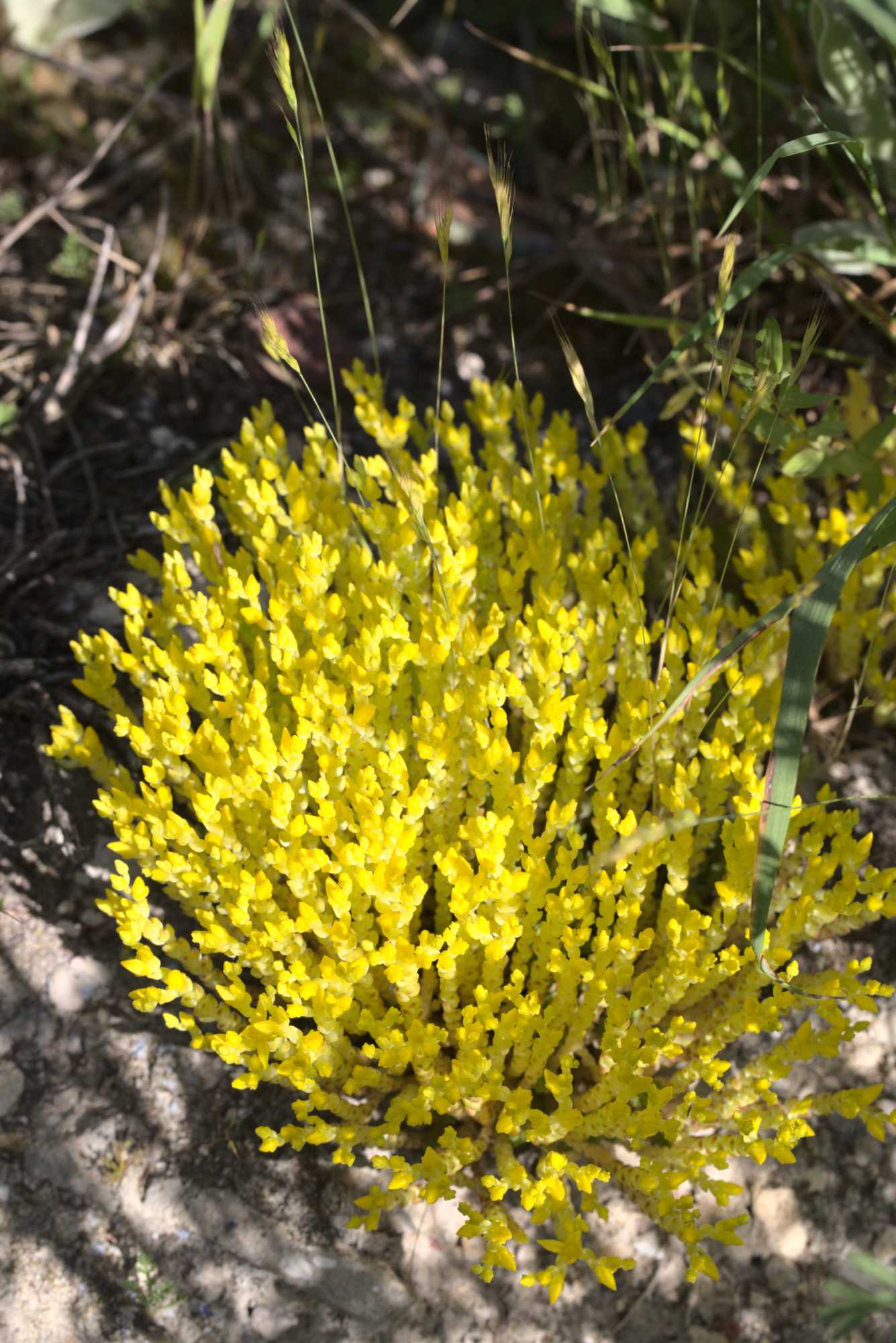 Lokation: Deutschland | Nordrhein-Westfalen | Heinsberg | Wassenberg Kategorien: Habitus, Hortus rusticus, Datum: 14.06.2021
