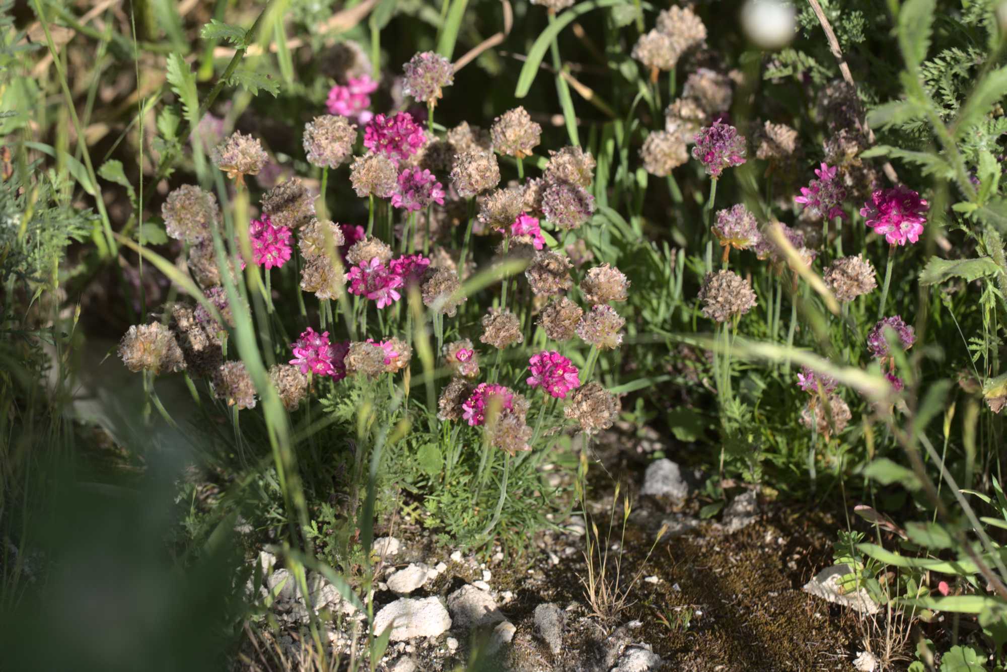 Lokation: Deutschland | Nordrhein-Westfalen | Heinsberg | Wassenberg Kategorien: Habitus, Hortus rusticus, Datum: 14.06.2021