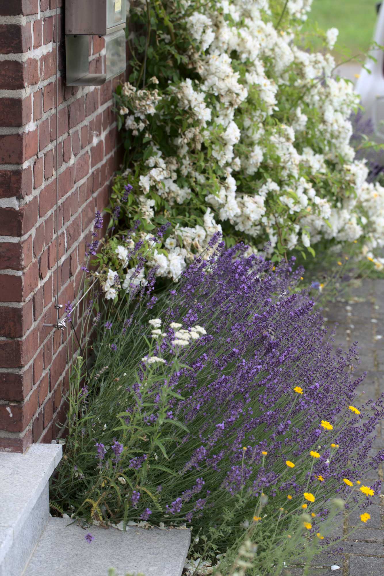 Lokation: Deutschland | Nordrhein-Westfalen | Heinsberg | Wassenberg Kategorien: Naturgarten, Kletterpflanzen, Hortus rusticus, Landhausgarten, Rosen, Datum: 18.06.2021