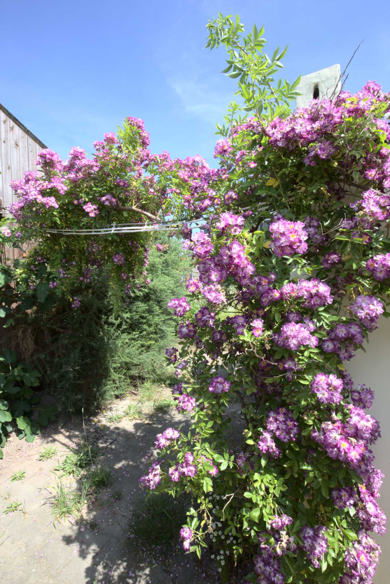 Lokation: Deutschland | Nordrhein-Westfalen | Heinsberg | Wassenberg Kategorien: Naturgarten, Kletterpflanzen, Hortus rusticus, Landhausgarten, Rosen, Datum: 19.06.2021
