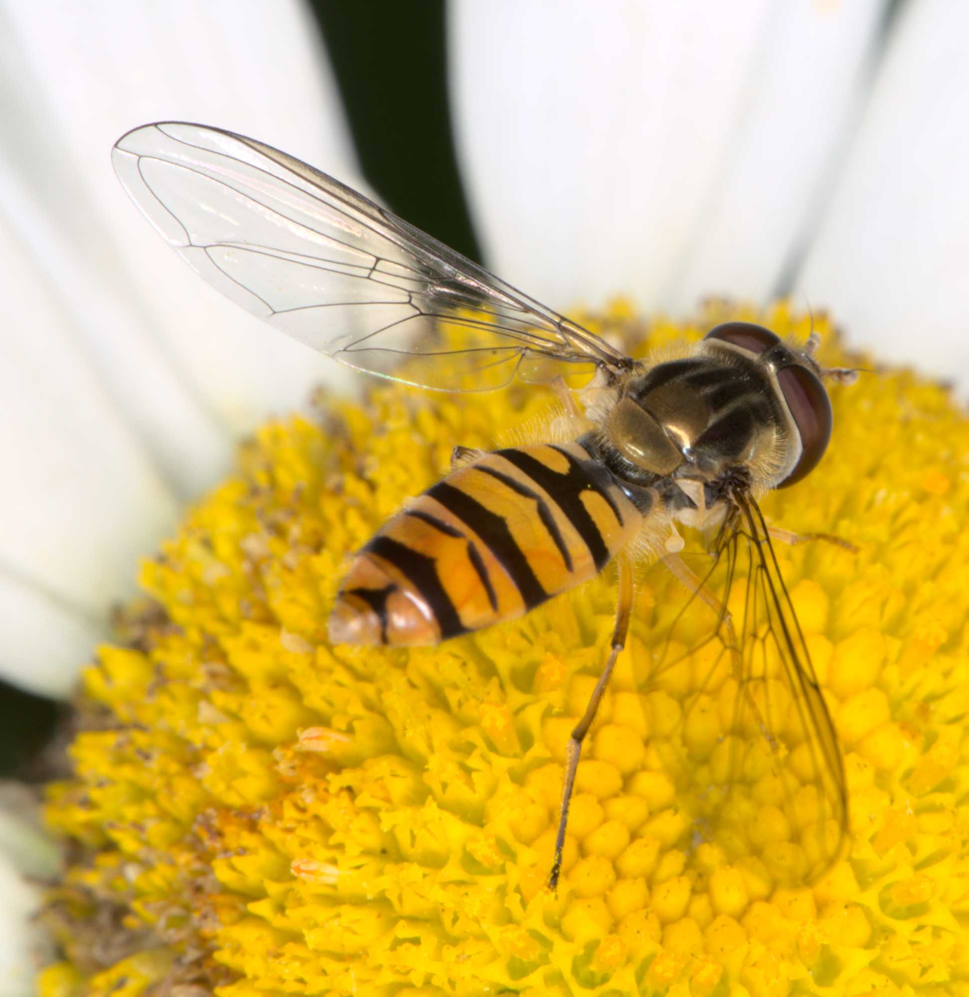 Hainschwebfliege (Episyrphus balteatus), Lokation: Deutschland | Nordrhein-Westfalen | Heinsberg | Wassenberg Kategorien: Fliegen, Hortus rusticus, Familie: Syrphidae (Schwebfliegen), Datum: 07.07.2021