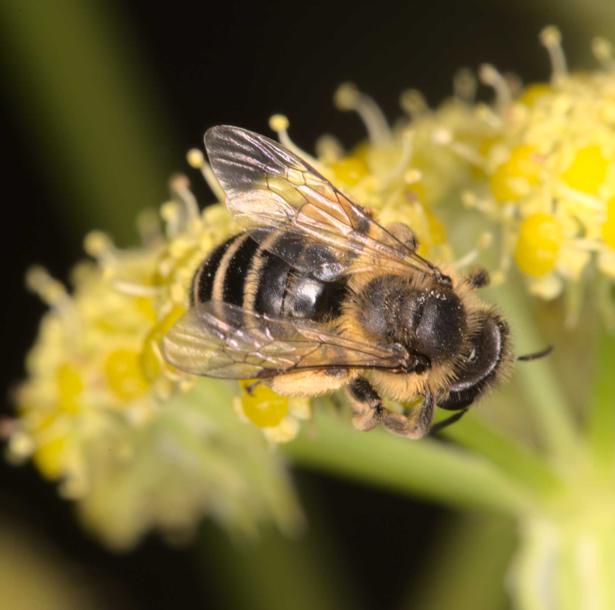 Gewöhnliche Bindensandbiene (Andrena flavipes), Lokation: Deutschland | Nordrhein-Westfalen | Heinsberg | Wassenberg Kategorien: Bienen, Hortus rusticus, Familie: Andrenidae (Sandbienen), Datum: 07.07.2021