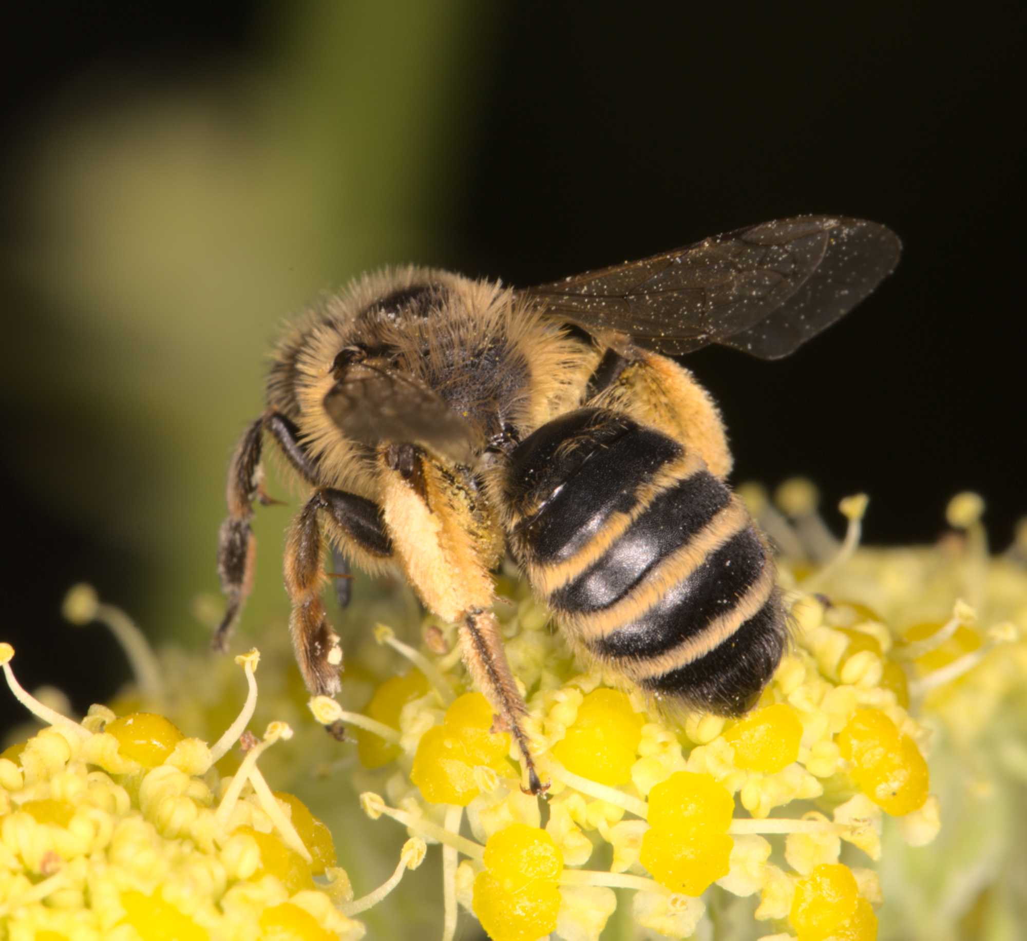 Gewöhnliche Bindensandbiene (Andrena flavipes), Lokation: Deutschland | Nordrhein-Westfalen | Heinsberg | Wassenberg Kategorien: Bienen, Hortus rusticus, Familie: Andrenidae (Sandbienen), Datum: 07.07.2021