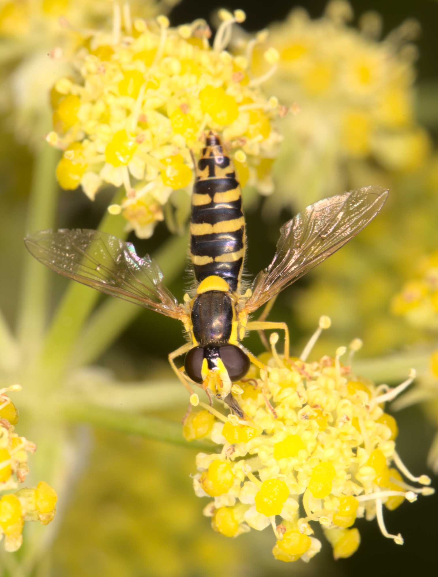 Gewöhnliche Langbauchschwebfliege (Sphaerophoria scripta), Lokation: Deutschland | Nordrhein-Westfalen | Heinsberg | Wassenberg Kategorien: Fliegen, Hortus rusticus, Familie: Syrphidae (Schwebfliegen), Datum: 07.07.2021