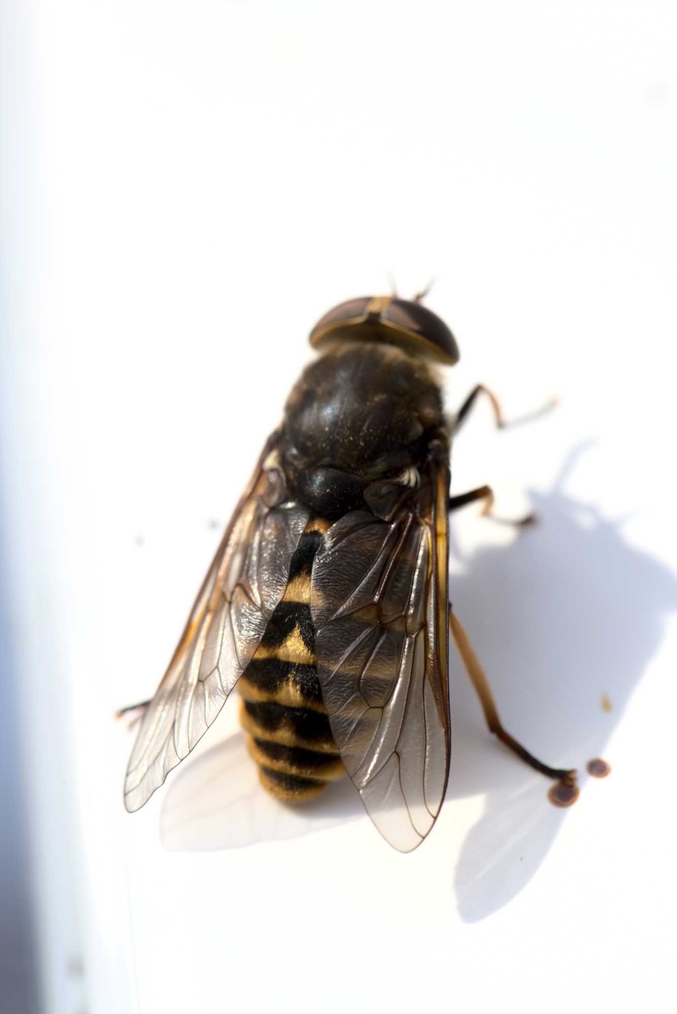 Pferdebremse (Tabanus sudeticus), Lokation: Deutschland | Nordrhein-Westfalen | Heinsberg | Wassenberg Kategorien: Fliegen, Hortus rusticus, Familie: Tabanidae (Bremsen), Datum: 11.07.2021