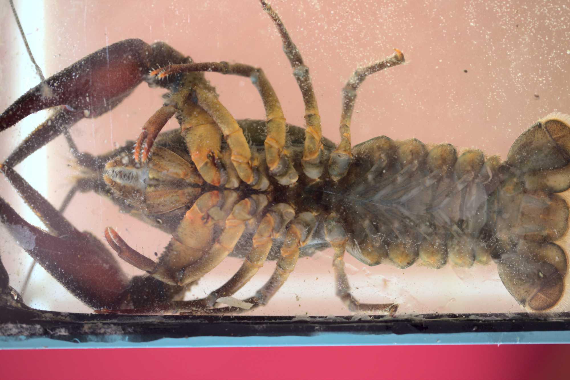 Lokation: Deutschland | Nordrhein-Westfalen | Heinsberg | Wassenberg Kategorien: Krebse, Garnelen, Hortus rusticus, Datum: 06.08.2021