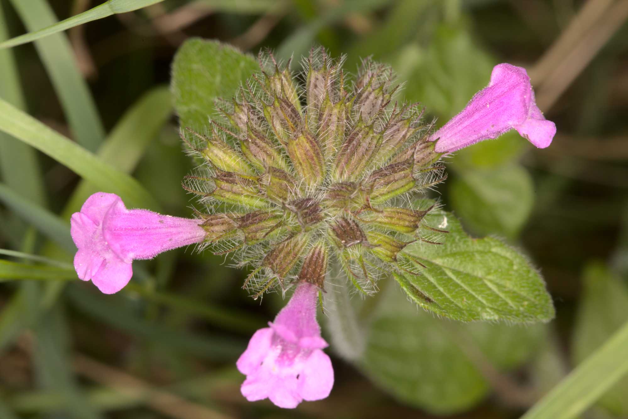 Lokation: Deutschland | Nordrhein-Westfalen | Heinsberg | Wassenberg Kategorien: Blüte, Hortus rusticus, Datum: 06.08.2021