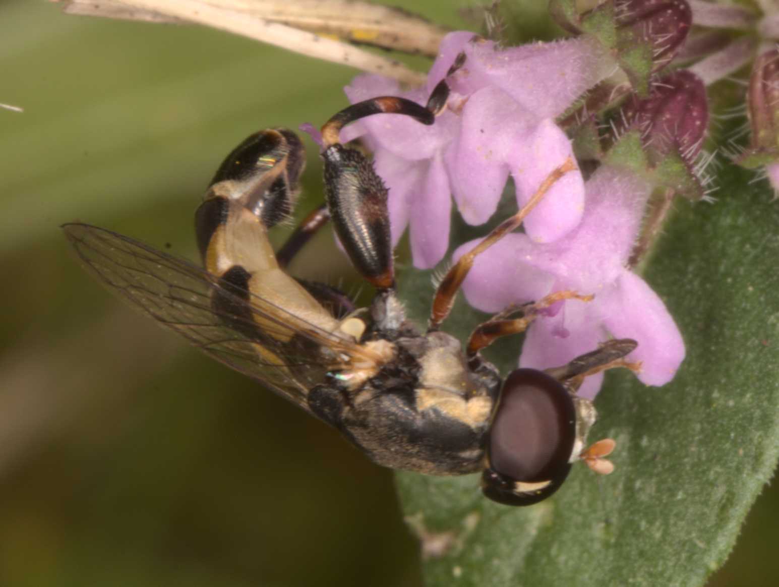 Kleine Mistbiene (Syritta pipiens), Lokation: Deutschland | Nordrhein-Westfalen | Heinsberg | Wassenberg Kategorien: Fliegen, Hortus rusticus, Familie: Syrphidae (Schwebfliegen), Datum: 14.08.2021