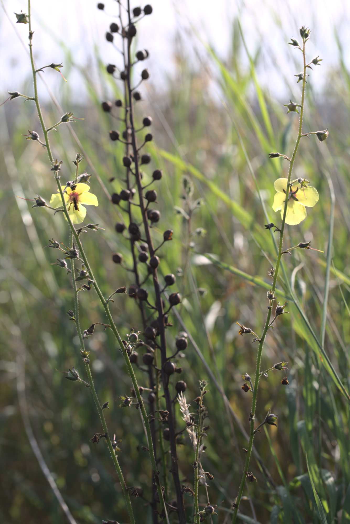 Lokation: Deutschland | Nordrhein-Westfalen | Heinsberg | Wassenberg Kategorien: Wiese, Datum: 12.09.2021