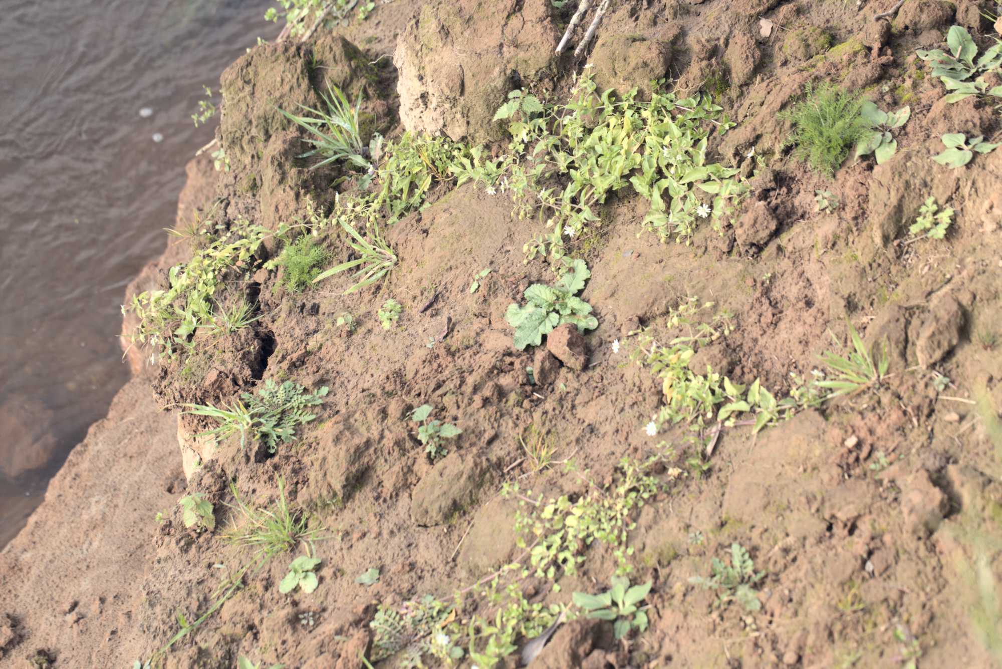 Lokation: Niederlande | Limburg | Roerdalen | Vlodrop Kategorien: Fluss, Datum: 06.11.2021