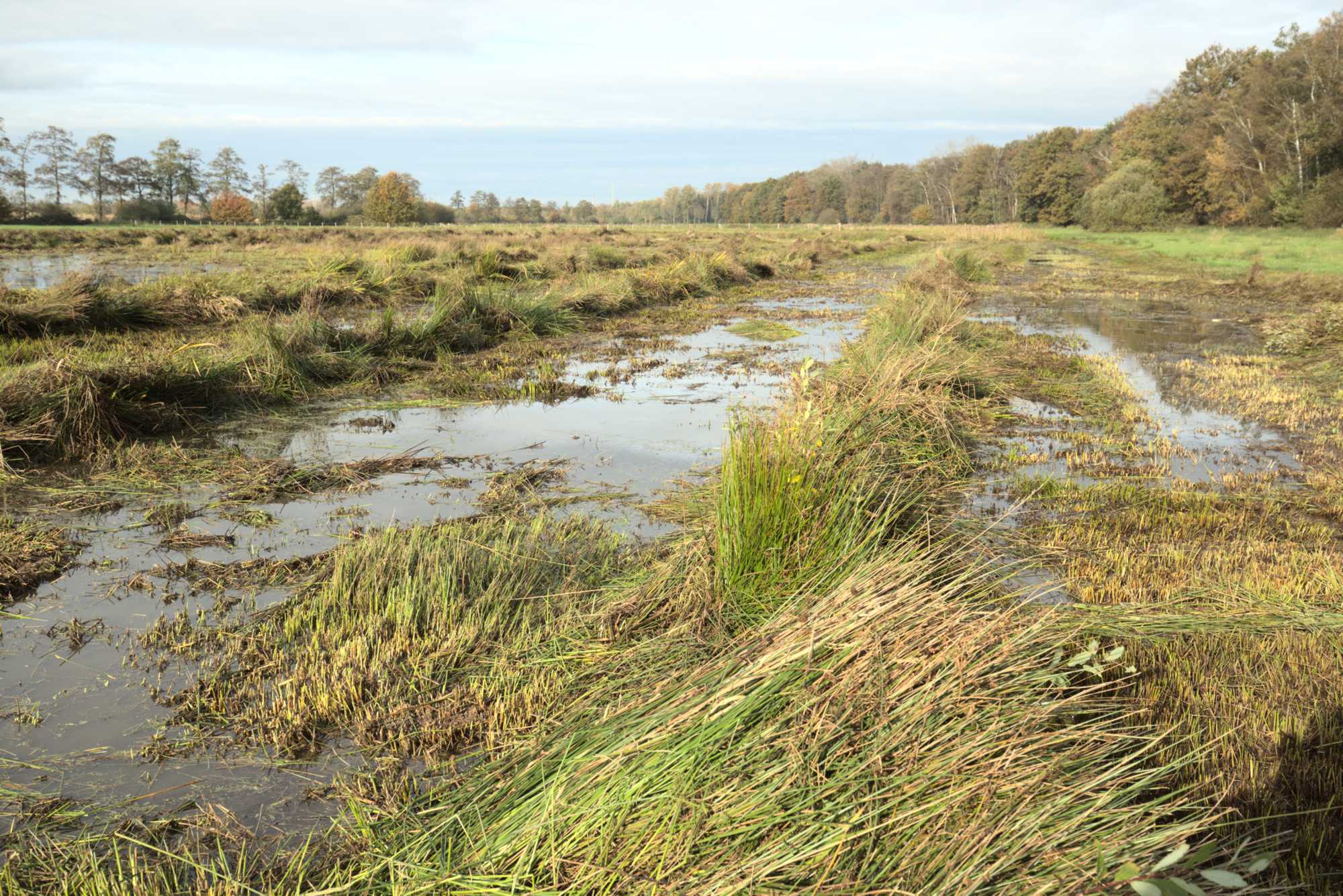 Lokation: Niederlande | Limburg | Roerdalen | Vlodrop Kategorien: Wiese, Datum: 06.11.2021