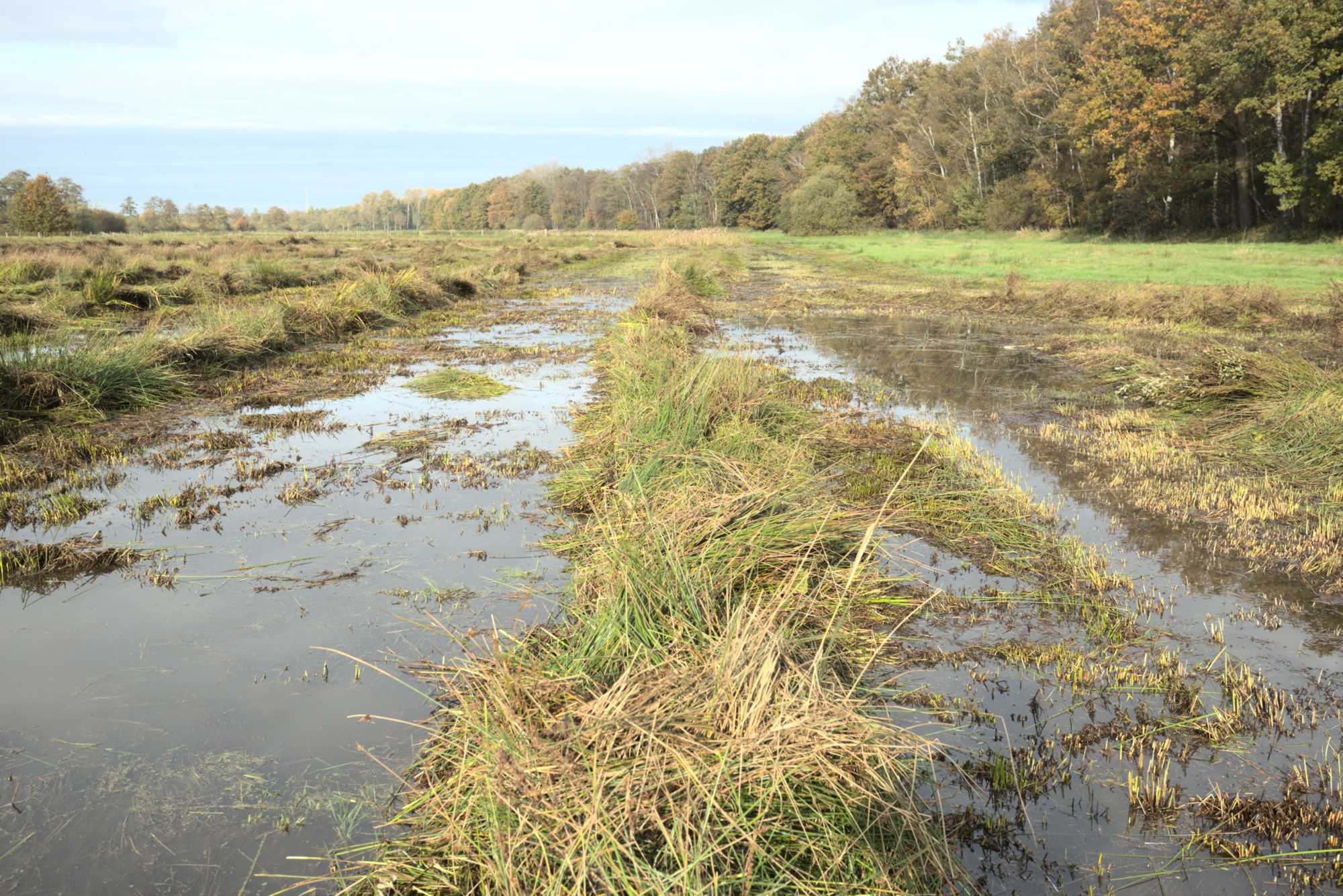 Lokation: Niederlande | Limburg | Roerdalen | Vlodrop Kategorien: Wiese, Datum: 06.11.2021