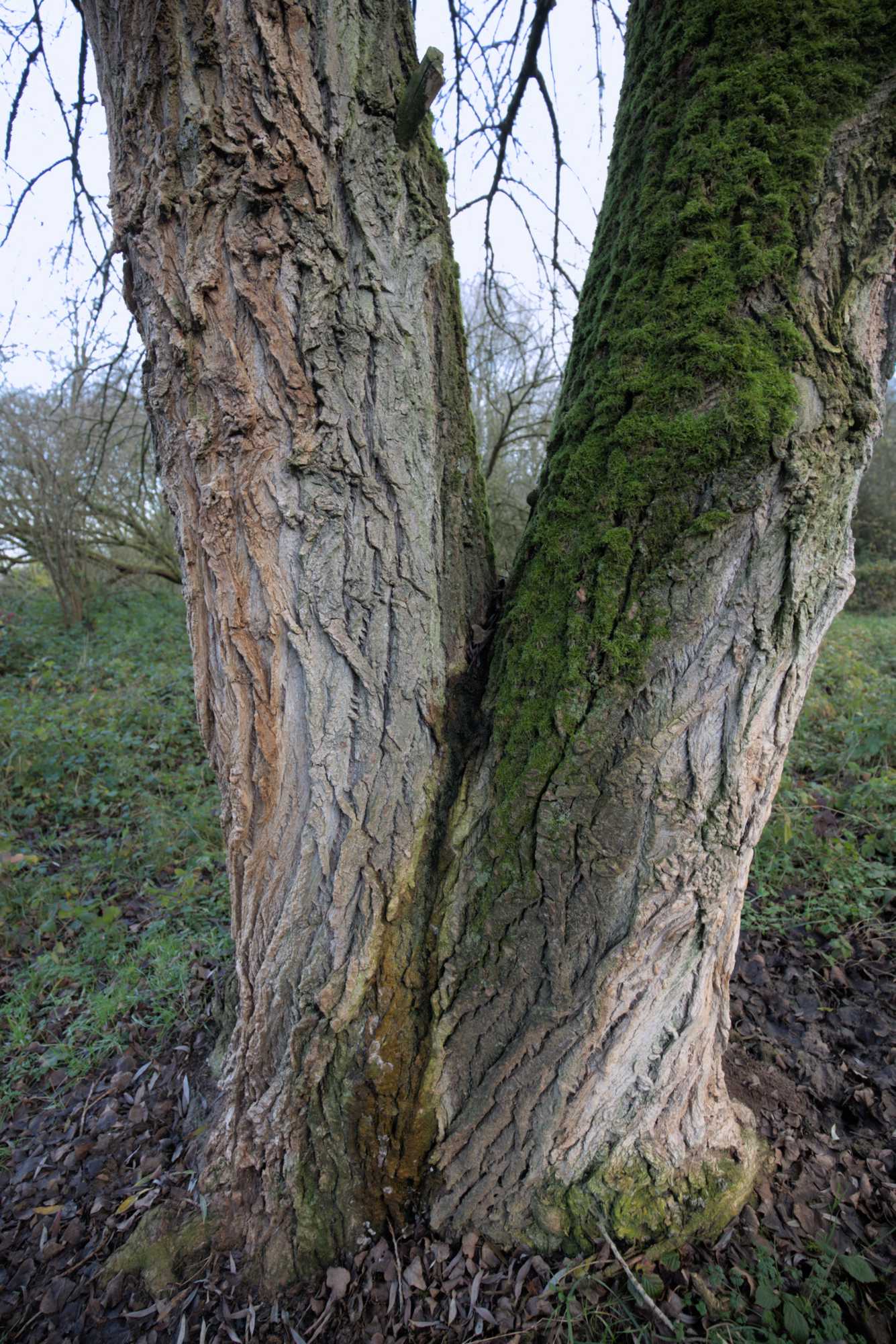 Lokation: Niederlande | Gelderland | Berg en Dal | Millingen aan de Rijn Kategorien: Aue, Datum: 17.11.2021