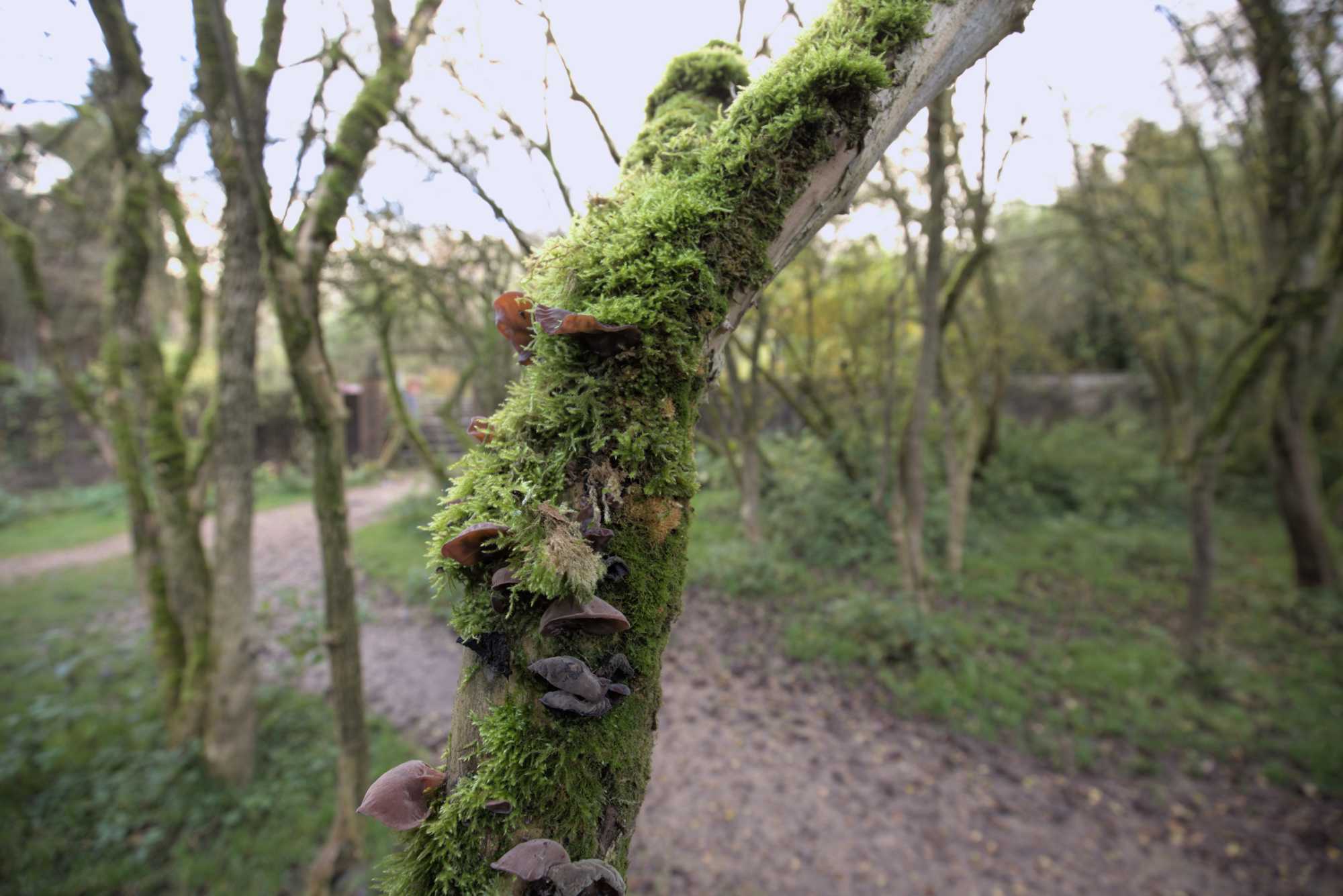 Lokation: Niederlande | Gelderland | Berg en Dal | Millingen aan de Rijn Kategorien: Aue, Datum: 17.11.2021