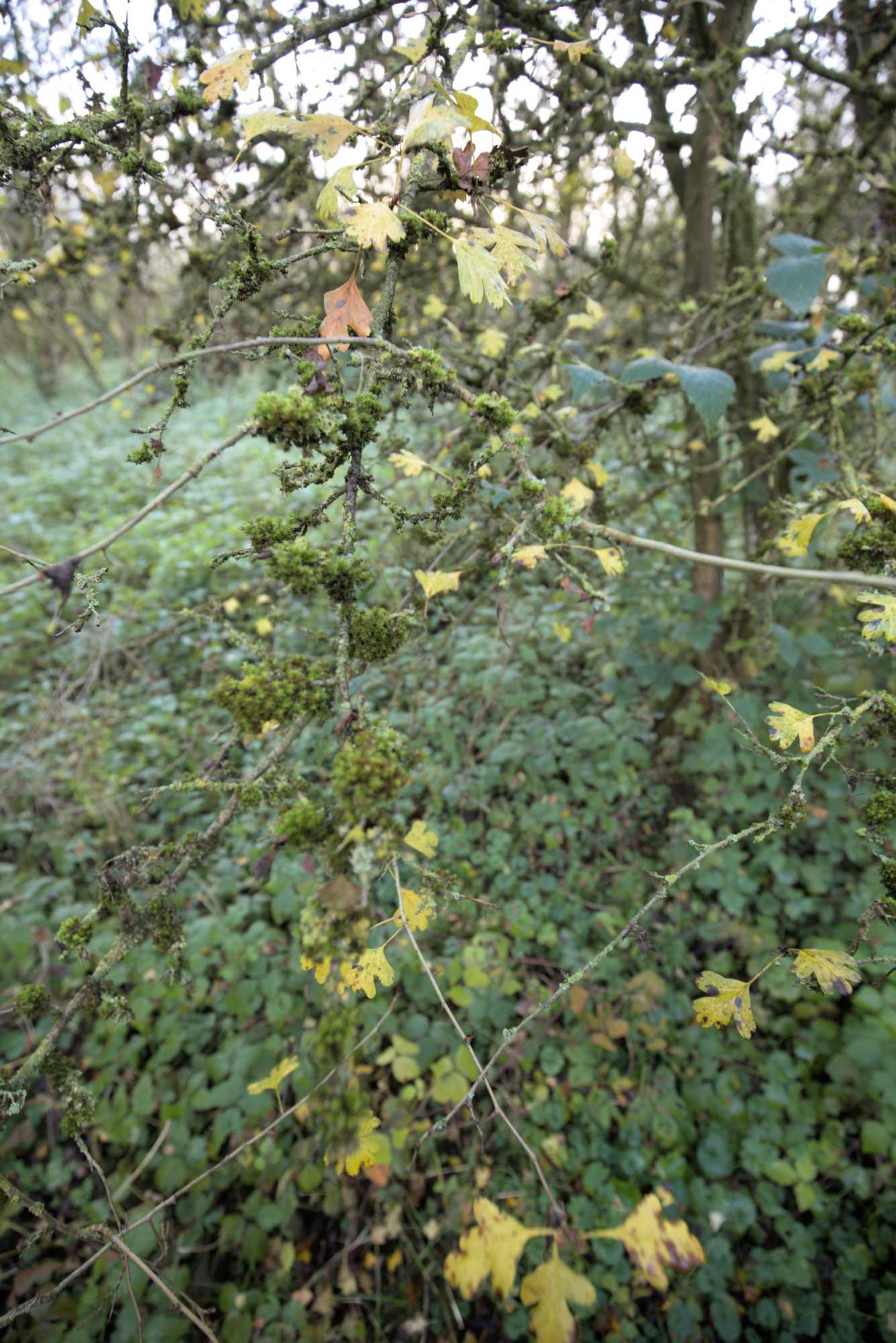 Lokation: Niederlande | Gelderland | Berg en Dal | Millingen aan de Rijn Kategorien: Habitus, Datum: 17.11.2021