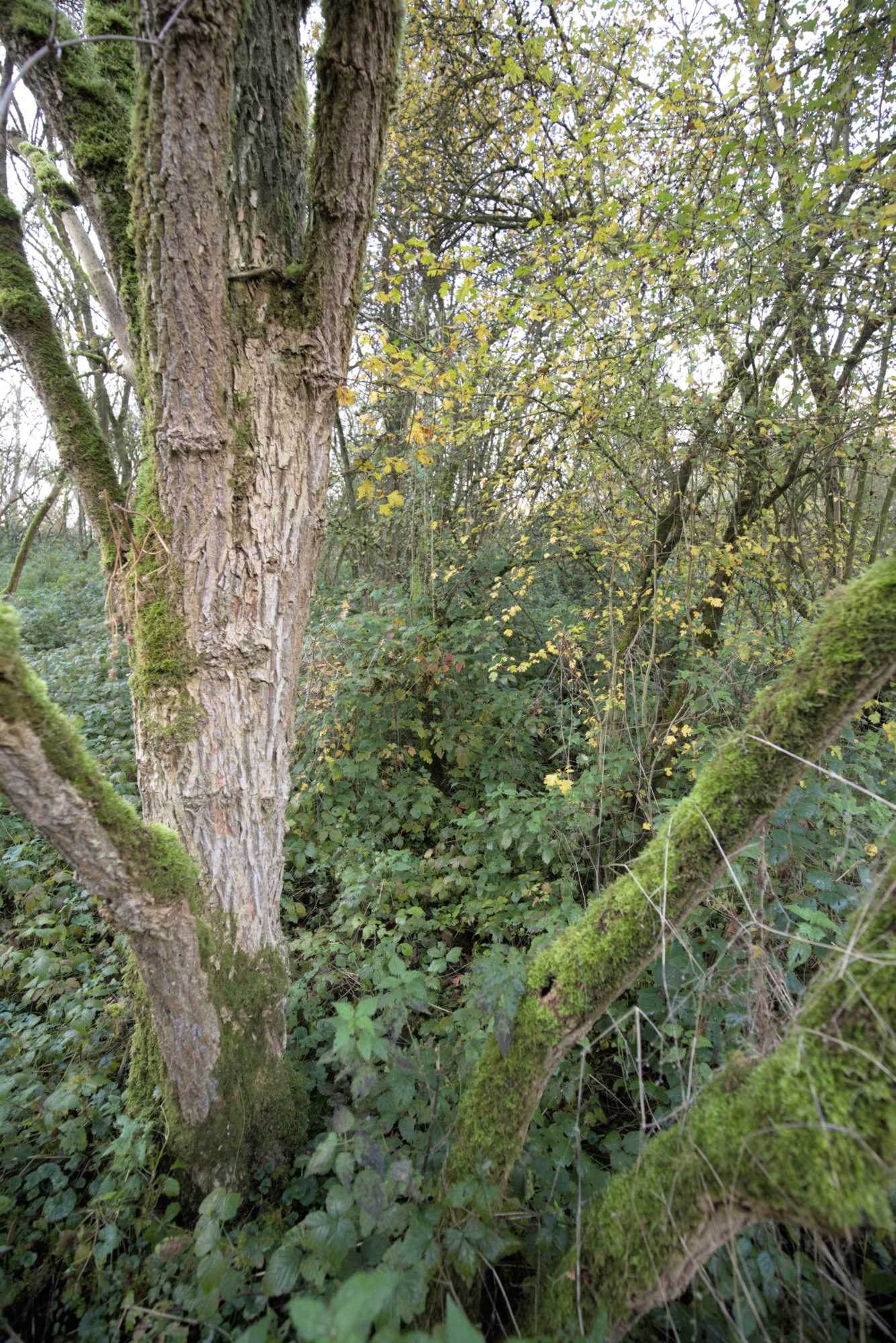 Lokation: Niederlande | Gelderland | Berg en Dal | Millingen aan de Rijn Kategorien: Aue, Datum: 17.11.2021