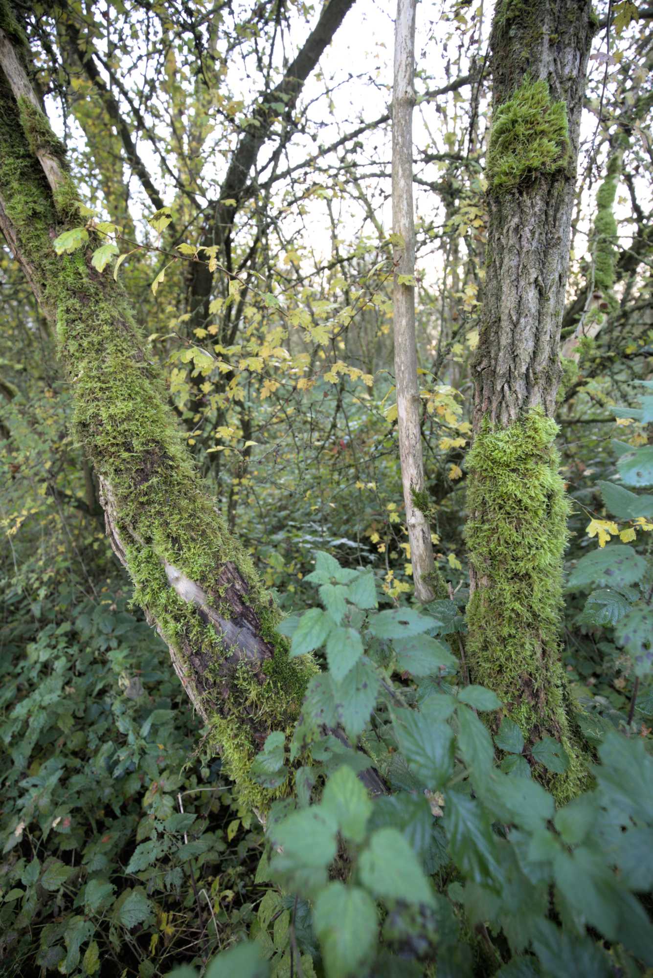 Lokation: Niederlande | Gelderland | Berg en Dal | Millingen aan de Rijn Kategorien: Aue, Datum: 17.11.2021