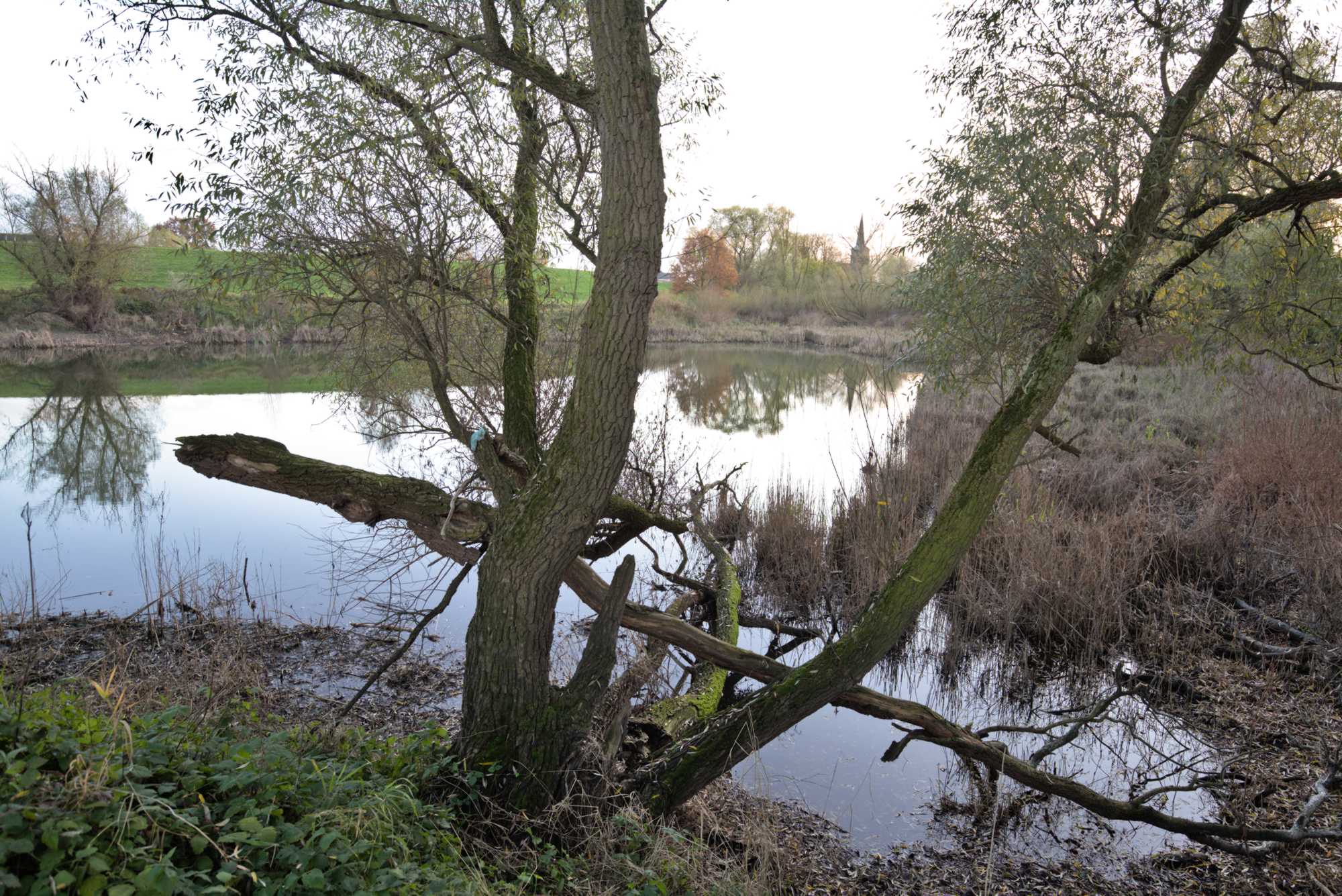 Lokation: Niederlande | Gelderland | Berg en Dal | Kekerdom Kategorien: Aue, Datum: 17.11.2021