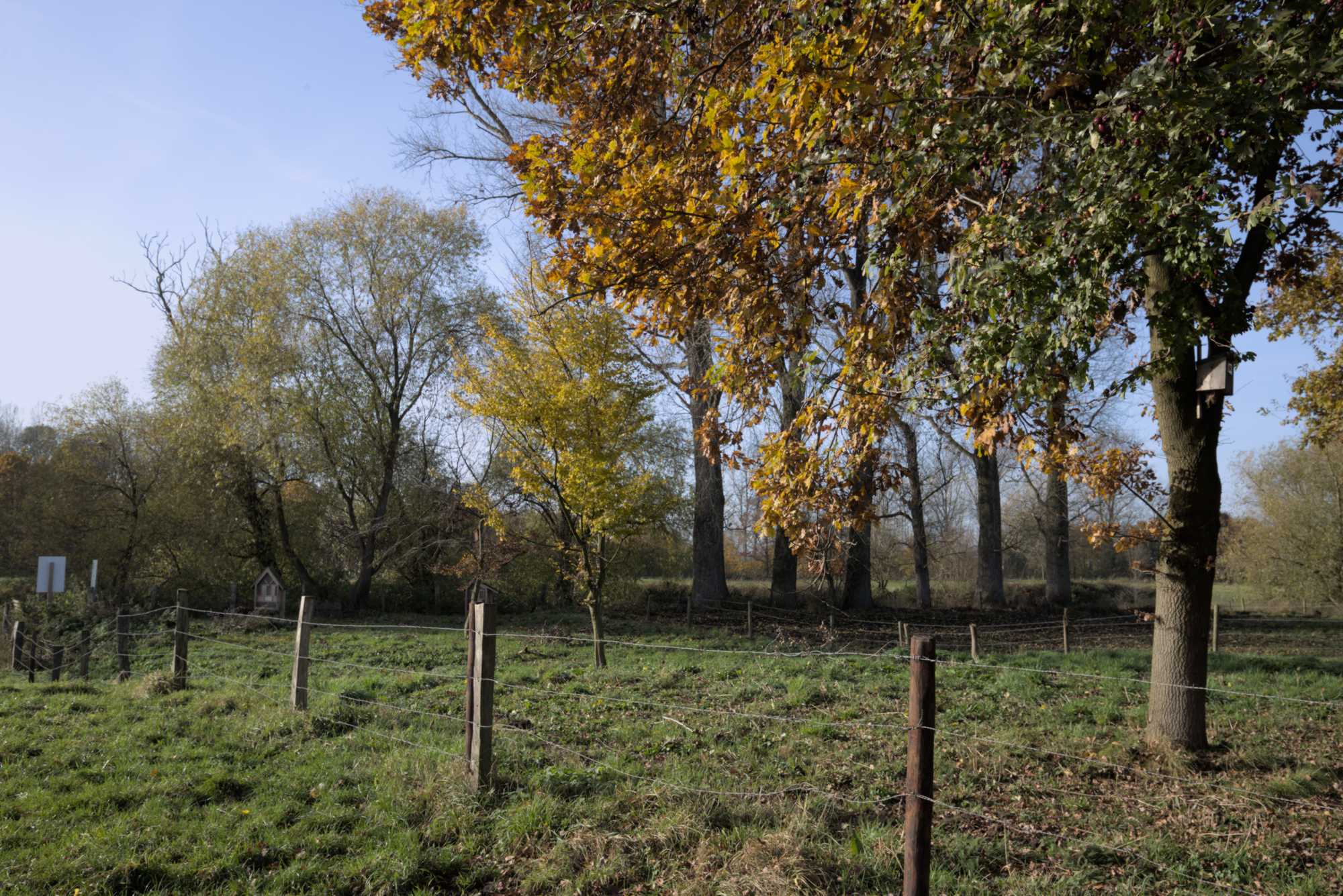 Lokation: Deutschland | Nordrhein-Westfalen | Heinsberg | Wassenberg Kategorien: Wiese, Datum: 18.11.2021