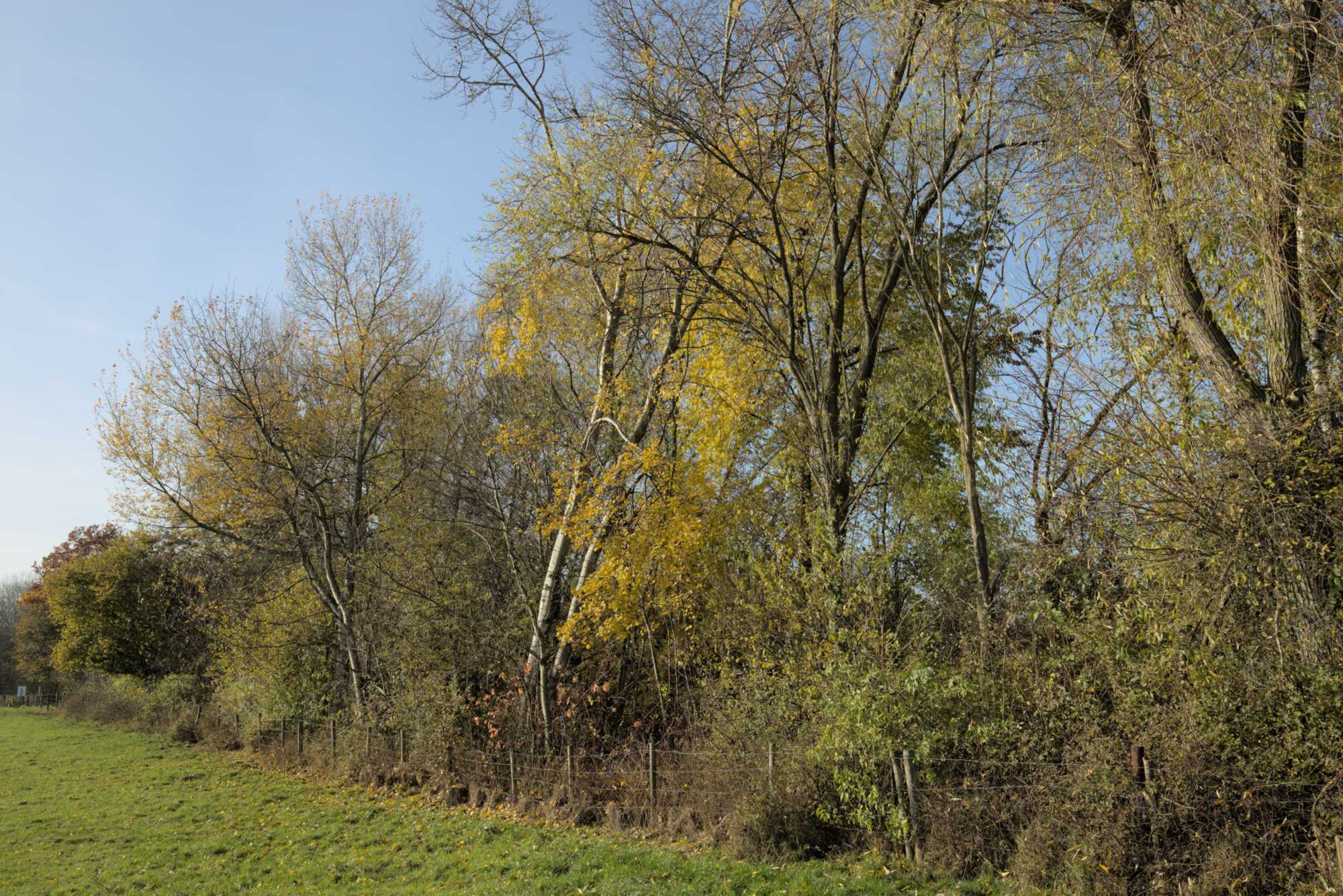 Lokation: Deutschland | Nordrhein-Westfalen | Heinsberg | Wassenberg Kategorien: Wald, Datum: 18.11.2021