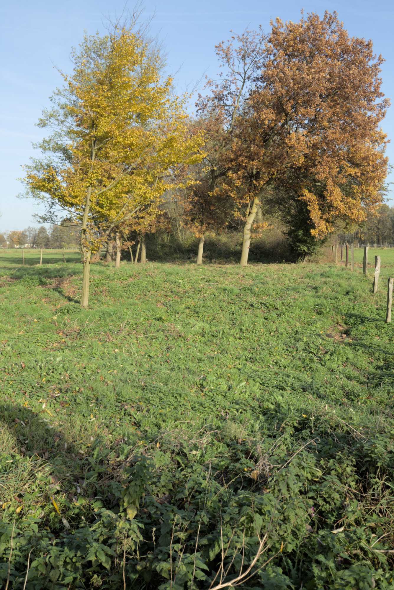 Lokation: Deutschland | Nordrhein-Westfalen | Heinsberg | Wassenberg Kategorien: Wiese, Datum: 18.11.2021