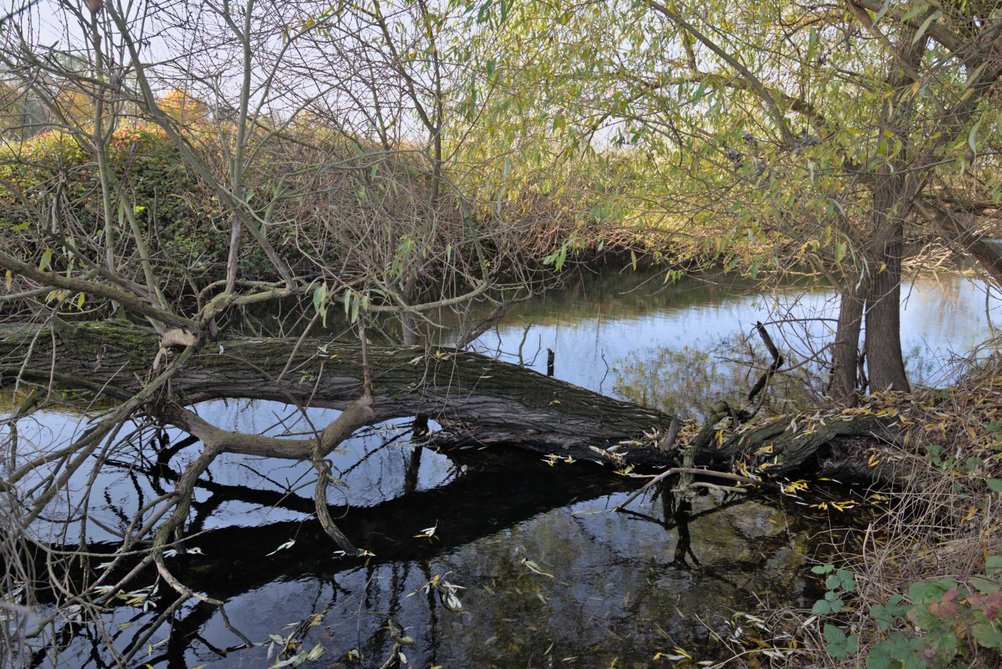 Lokation: Deutschland | Nordrhein-Westfalen | Heinsberg | Heinsberg Kategorien: Altarm, Datum: 18.11.2021