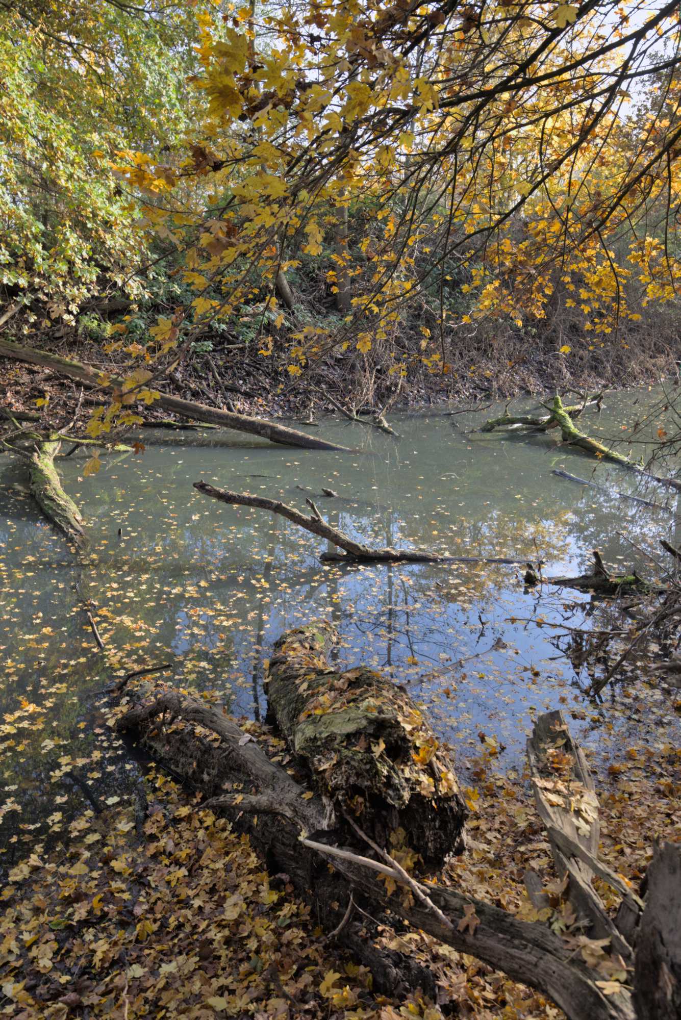 Lokation: Deutschland | Nordrhein-Westfalen | Heinsberg | Heinsberg Kategorien: Altarm, Datum: 18.11.2021