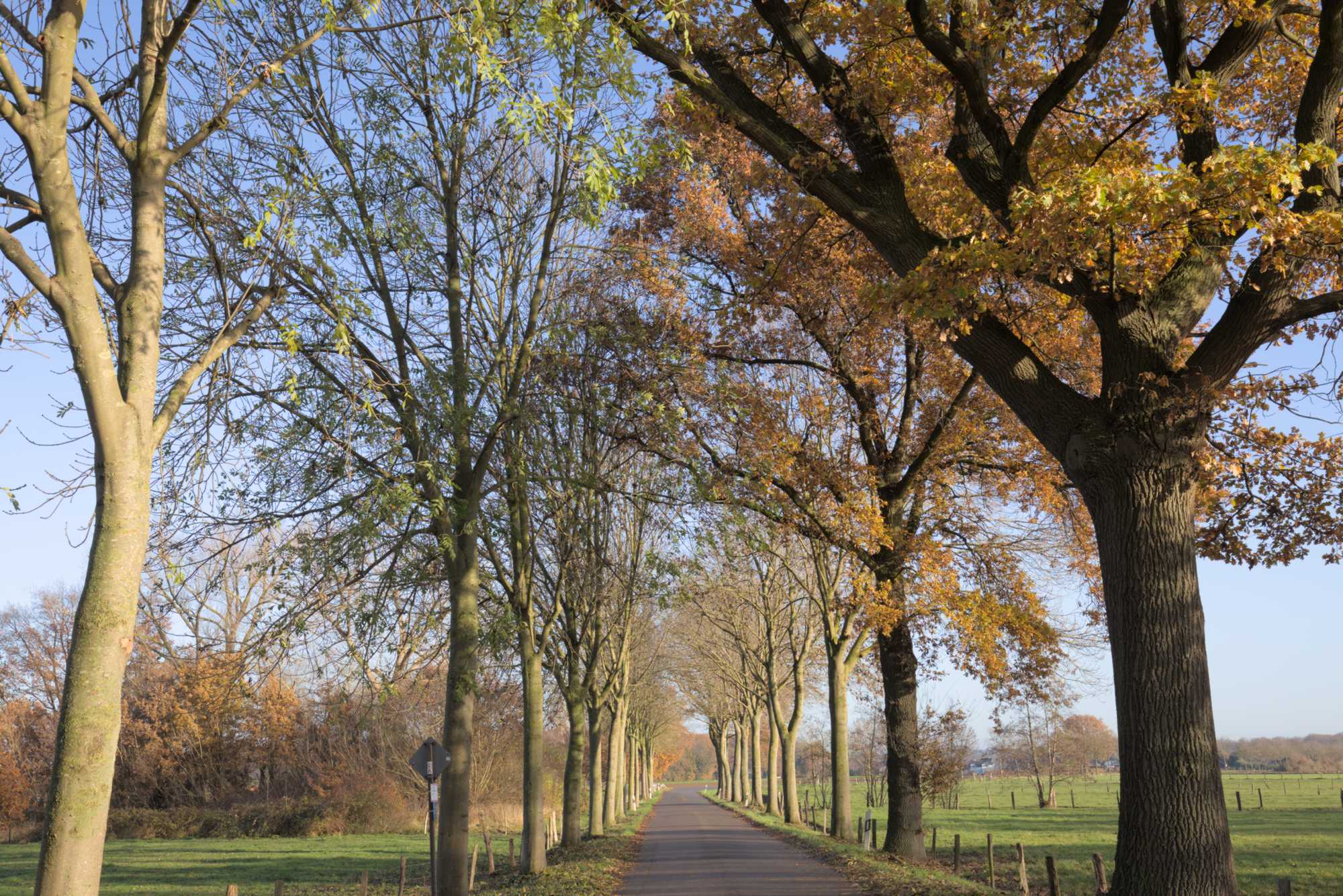 Lokation: Deutschland | Nordrhein-Westfalen | Heinsberg | Wassenberg Kategorien: Baum, Datum: 27.11.2021