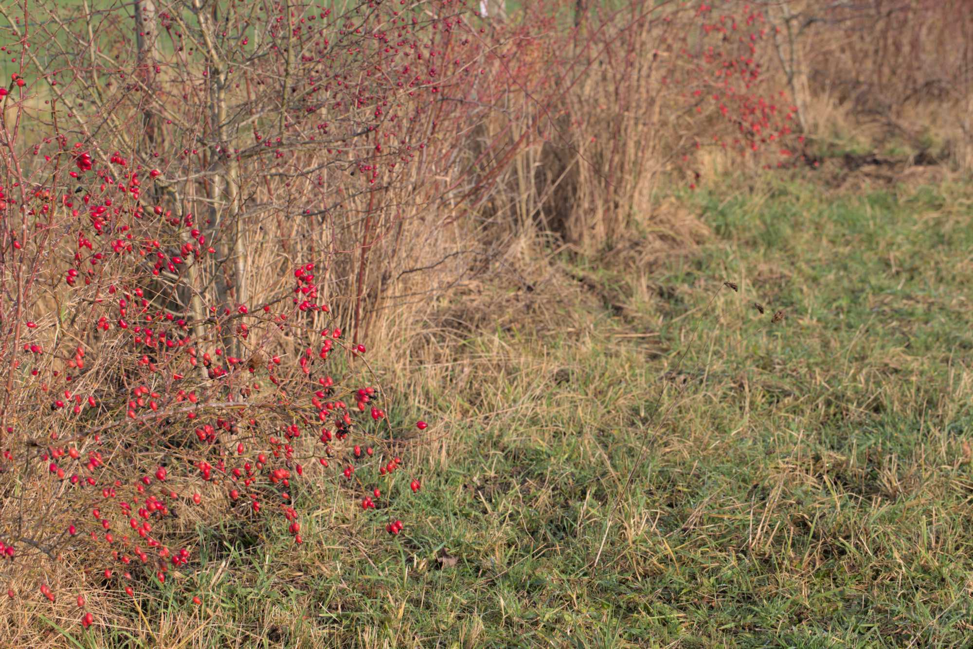 Lokation: Deutschland | Nordrhein-Westfalen | Heinsberg | Wassenberg Kategorien: Naturgarten, Landhausgarten, Rosen, Datum: 29.12.2021