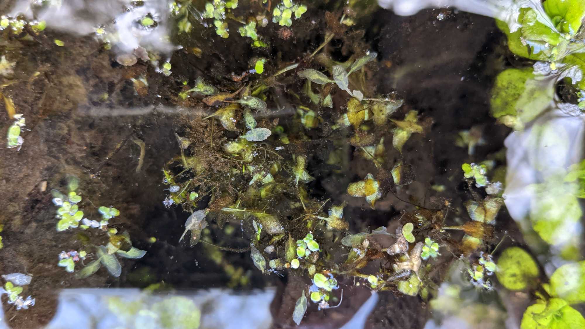 Lokation: Deutschland | Nordrhein-Westfalen | Heinsberg | Heinsberg Kategorien: Altarm, Datum: 24.04.2021