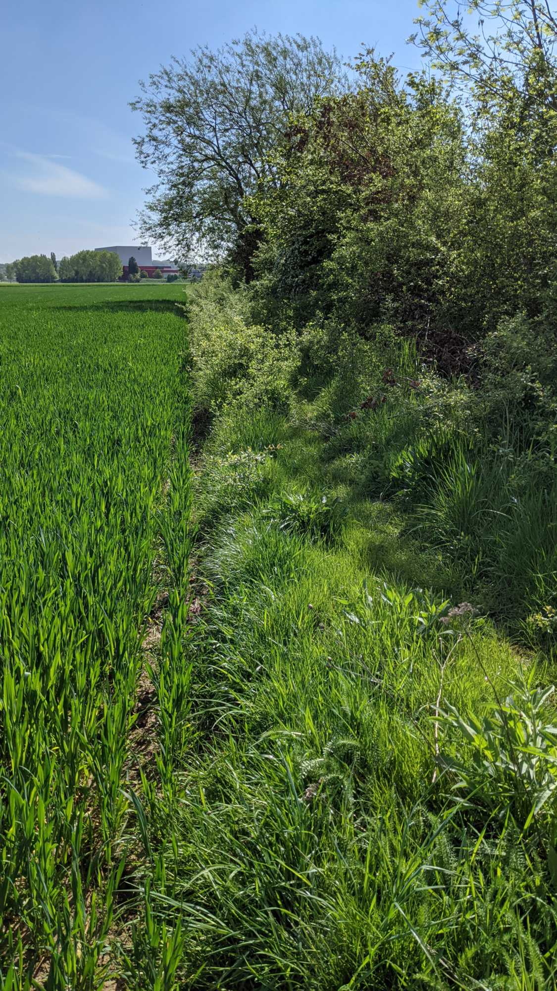 Lokation: Deutschland | Nordrhein-Westfalen | Heinsberg | Heinsberg Kategorien: Saum, Datum: 13.05.2021