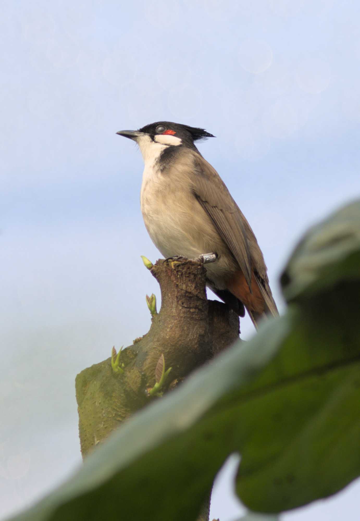 Lokation: Niederlande | Gelderland | Arnheim | Cranevelt Kategorien: Vögel, Zoo, Datum: 06.03.2022