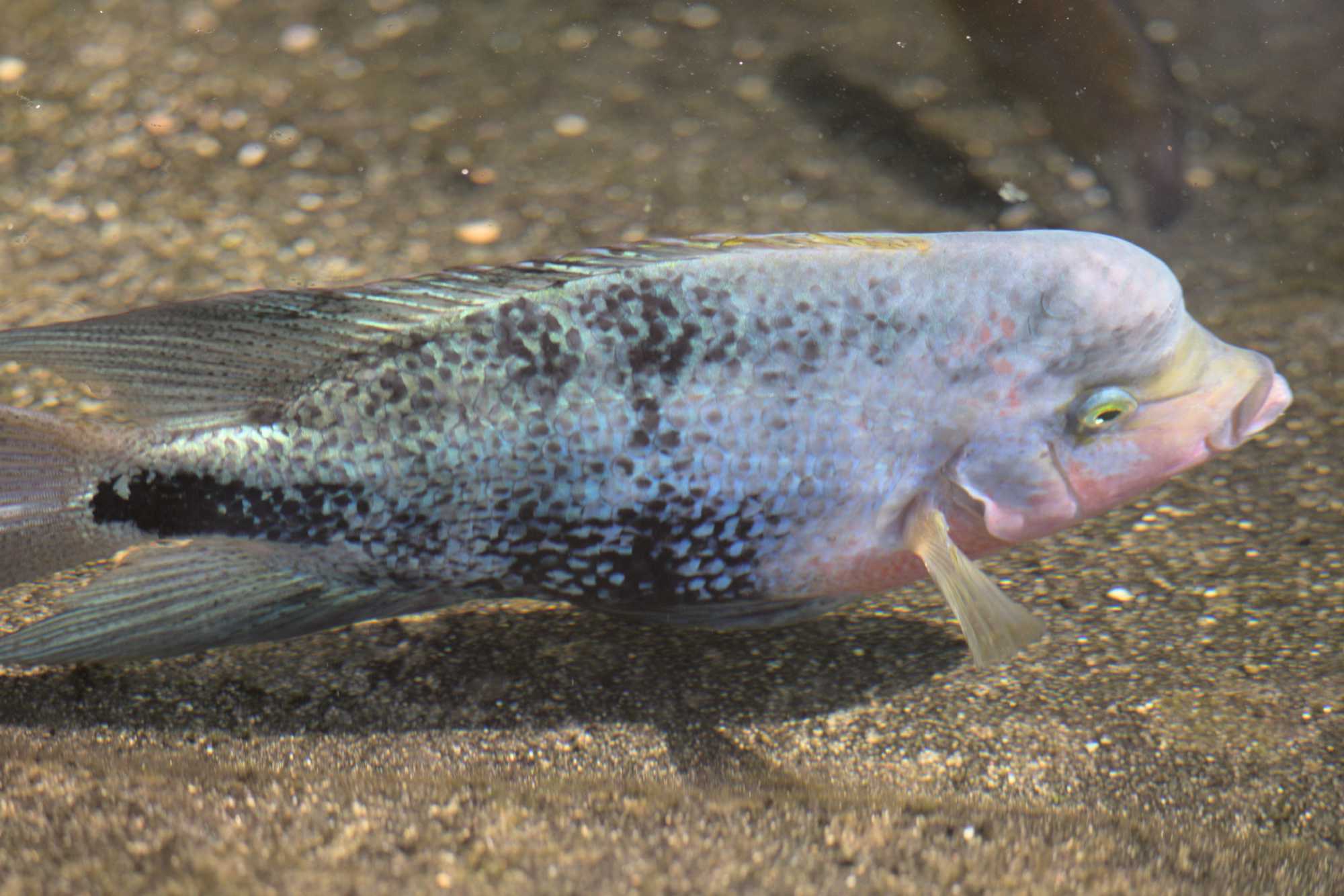 Lokation: Niederlande | Gelderland | Arnheim | Cranevelt Kategorien: Fische, Zoo, Datum: 06.03.2022