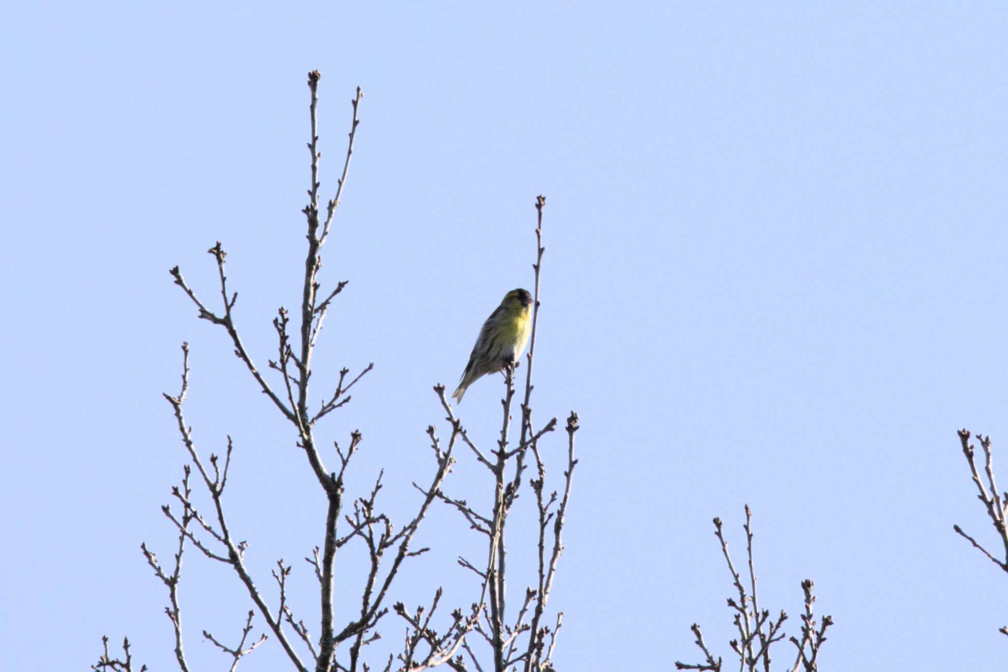 Lokation: Niederlande | Limburg | Roerdalen | Herkenbosch Kategorien: Vögel, Datum: 09.03.2022