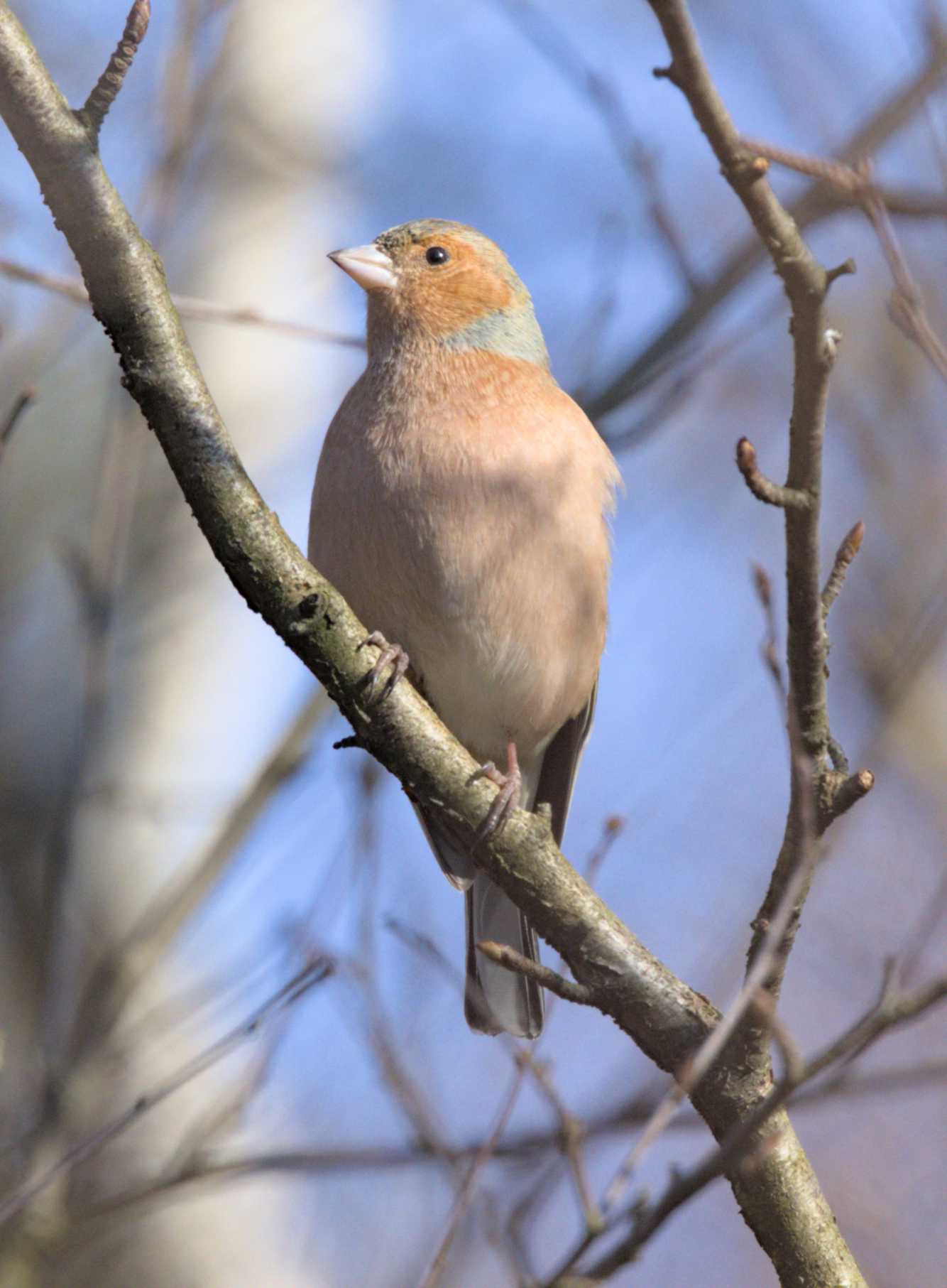 Lokation: Niederlande | Limburg | Roerdalen | Herkenbosch Kategorien: Vögel, Datum: 09.03.2022