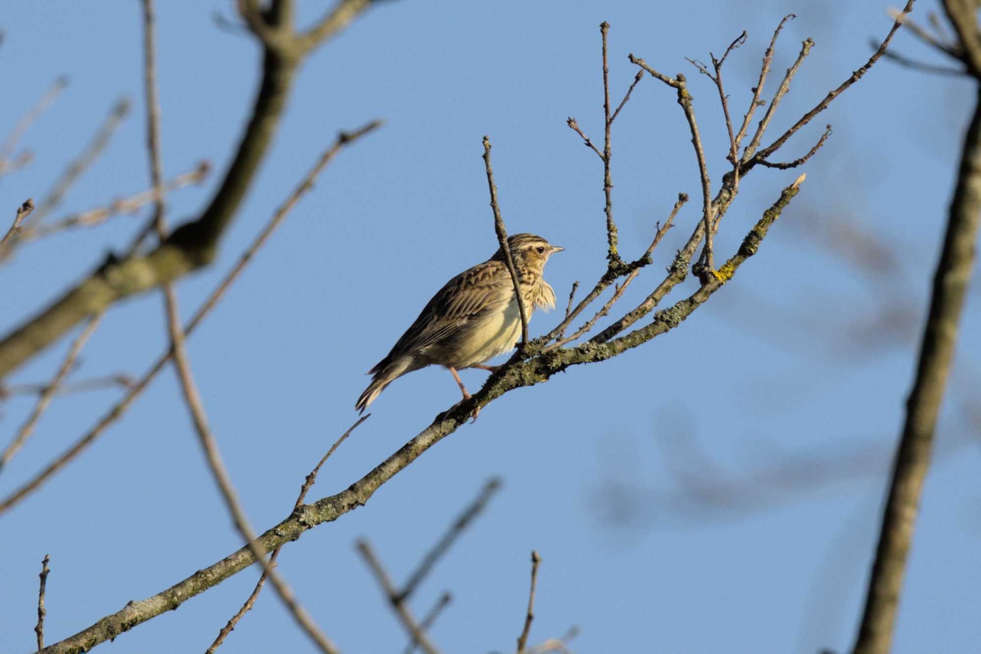 Lokation: Niederlande | Limburg | Roerdalen | Herkenbosch Kategorien: Vögel, Datum: 09.03.2022