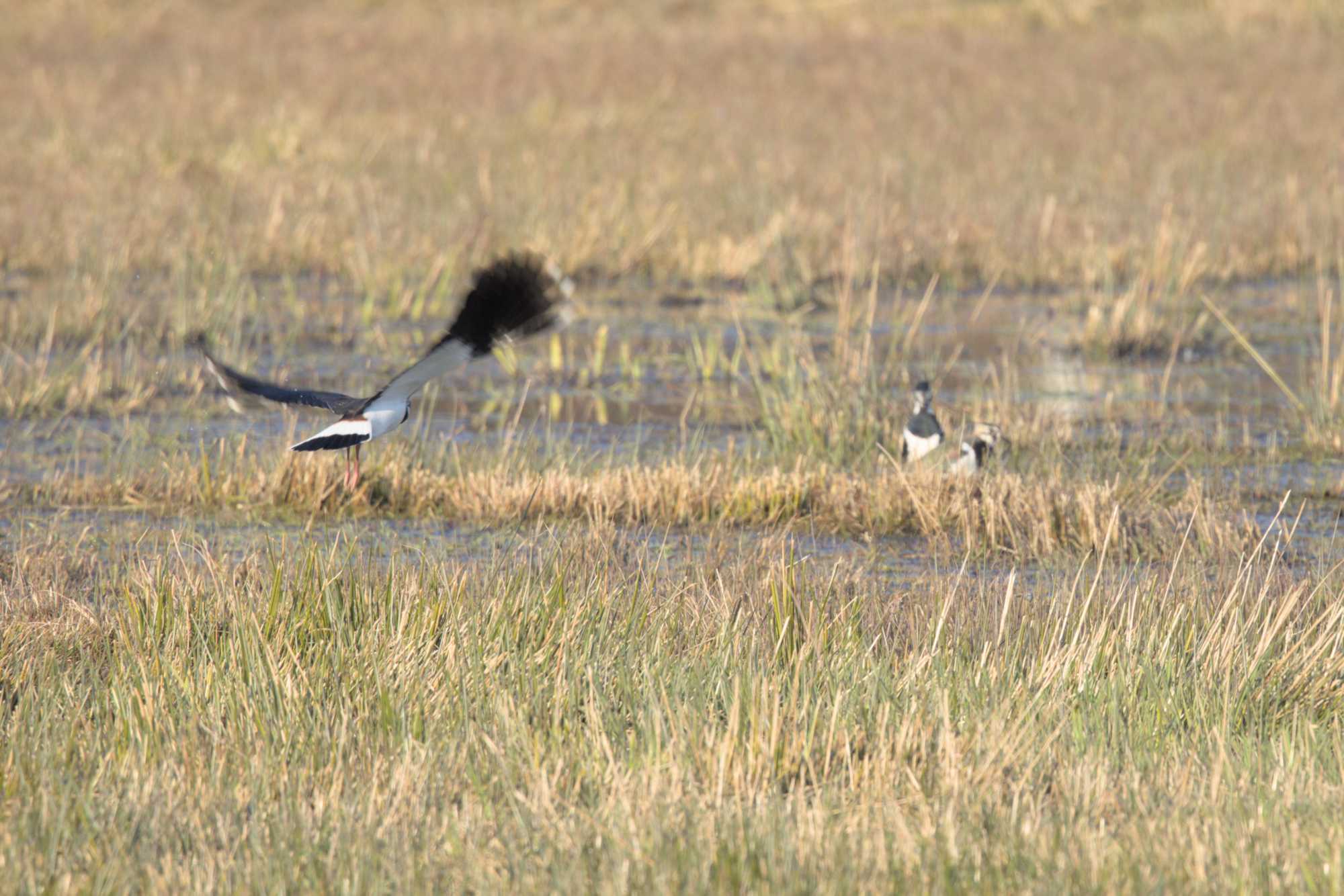 Lokation: Niederlande | Limburg | Roerdalen | Vlodrop Kategorien: Vögel, Datum: 09.03.2022