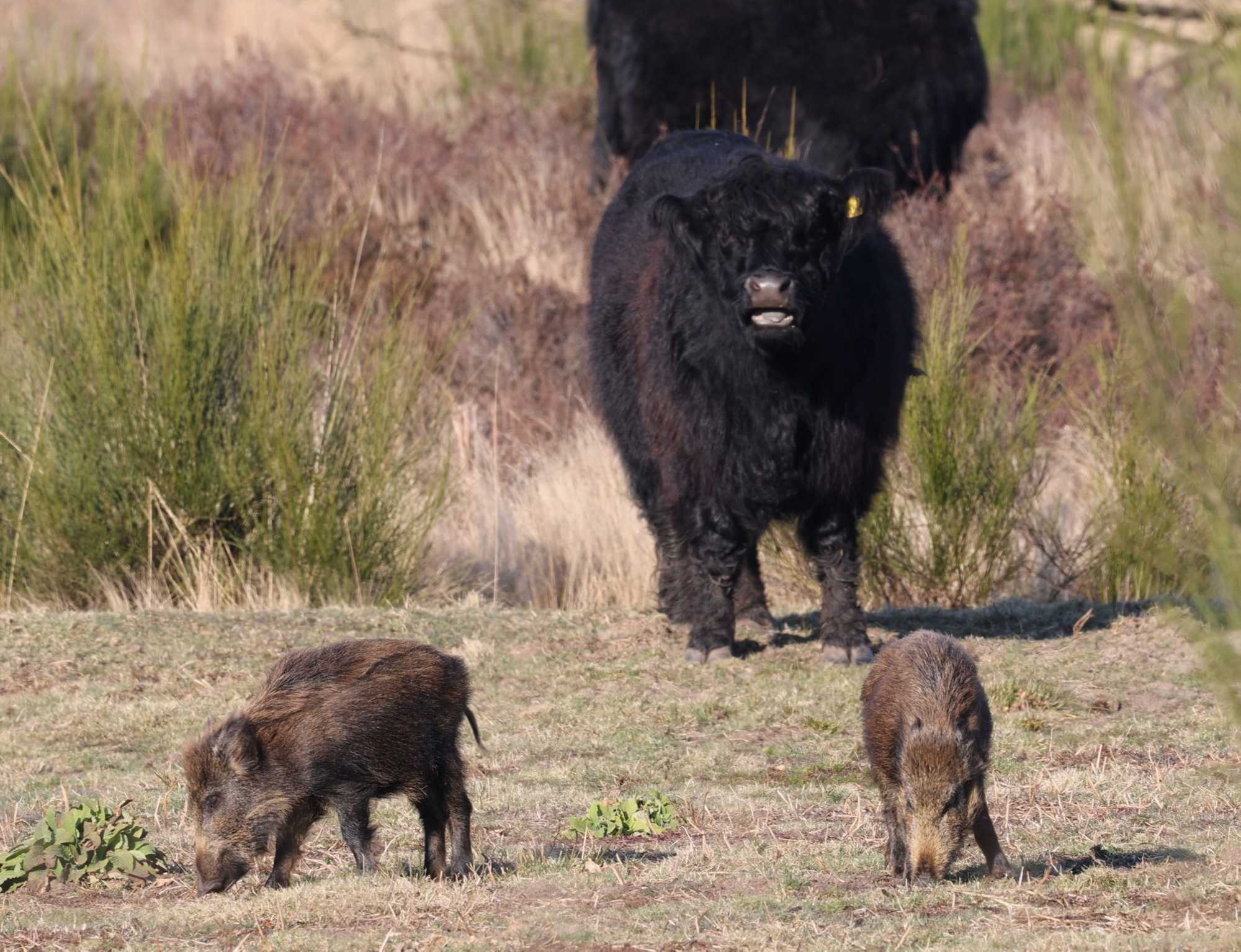 Lokation: Niederlande | Limburg | Roerdalen | Herkenbosch Kategorien: Beweidung, Datum: 09.03.2022